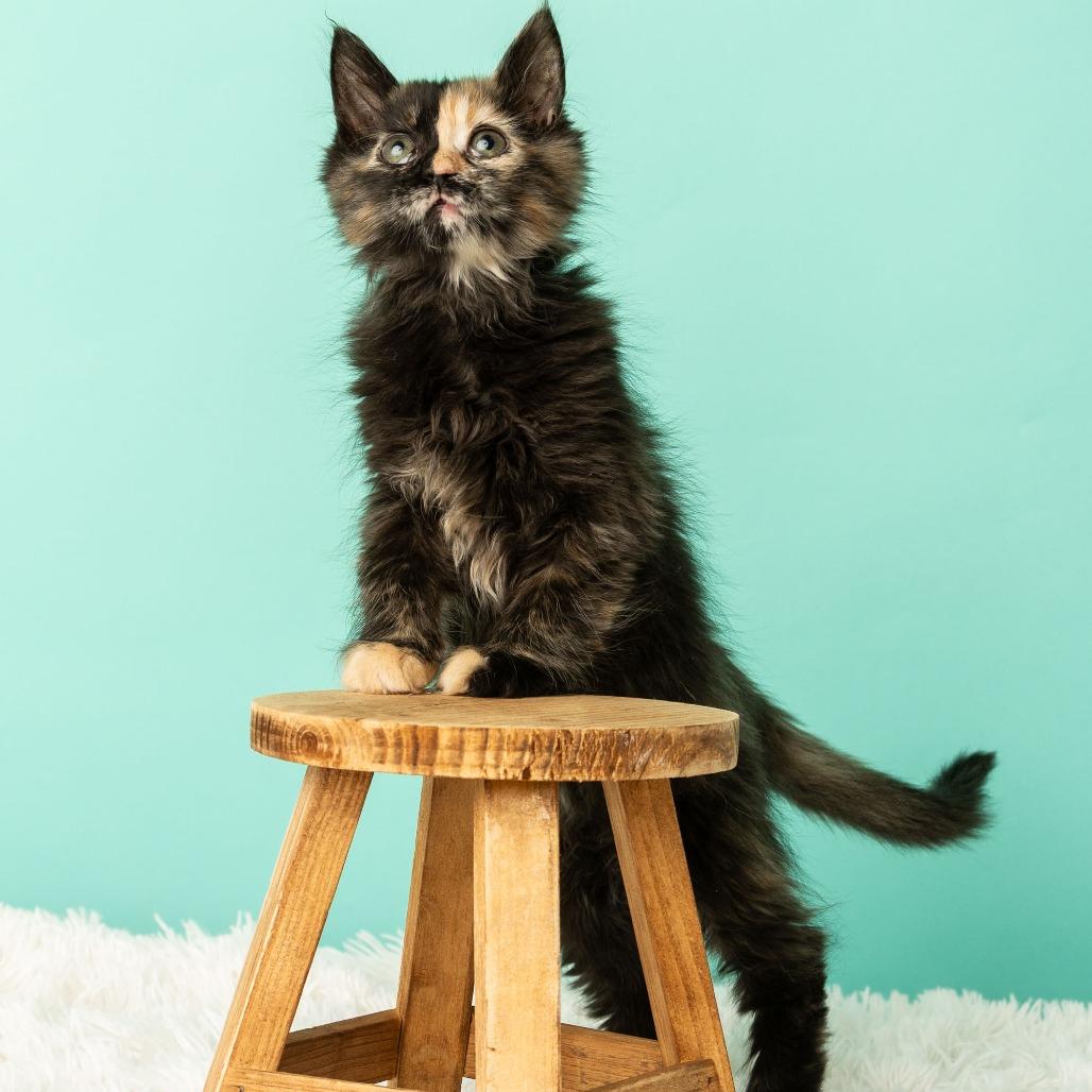 Enlarge Tequila Sunrise, a Adoptable Domestic Medium Hair in St. Paul, MN image 6/6