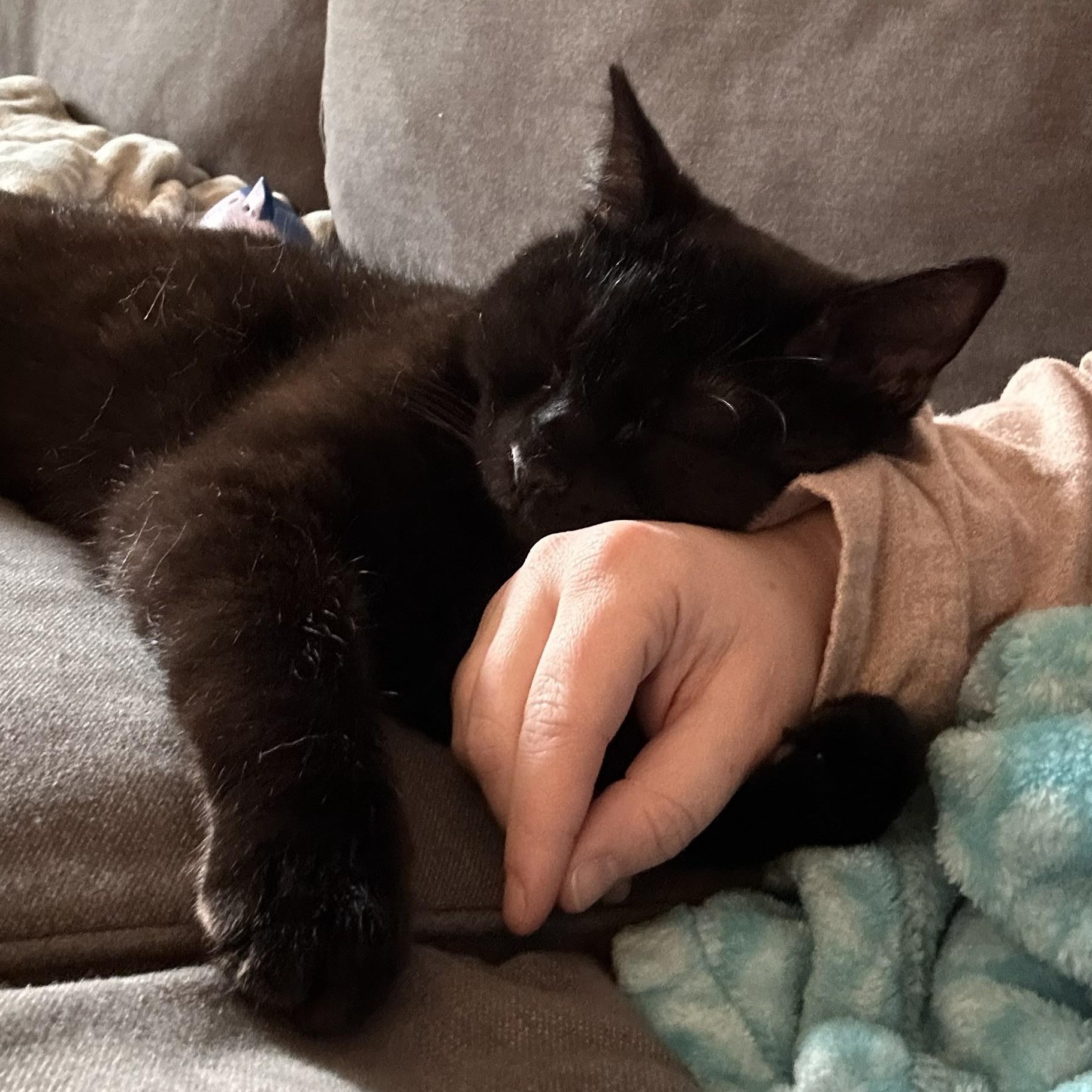 Enlarge Mocha, a Adoptable Domestic Short Hair in Renton , WA image 6/6