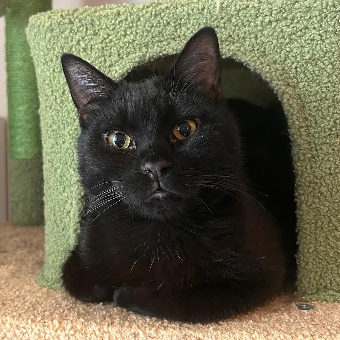 Enlarge Mocha, a Adoptable Domestic Short Hair in Renton , WA image 2/6