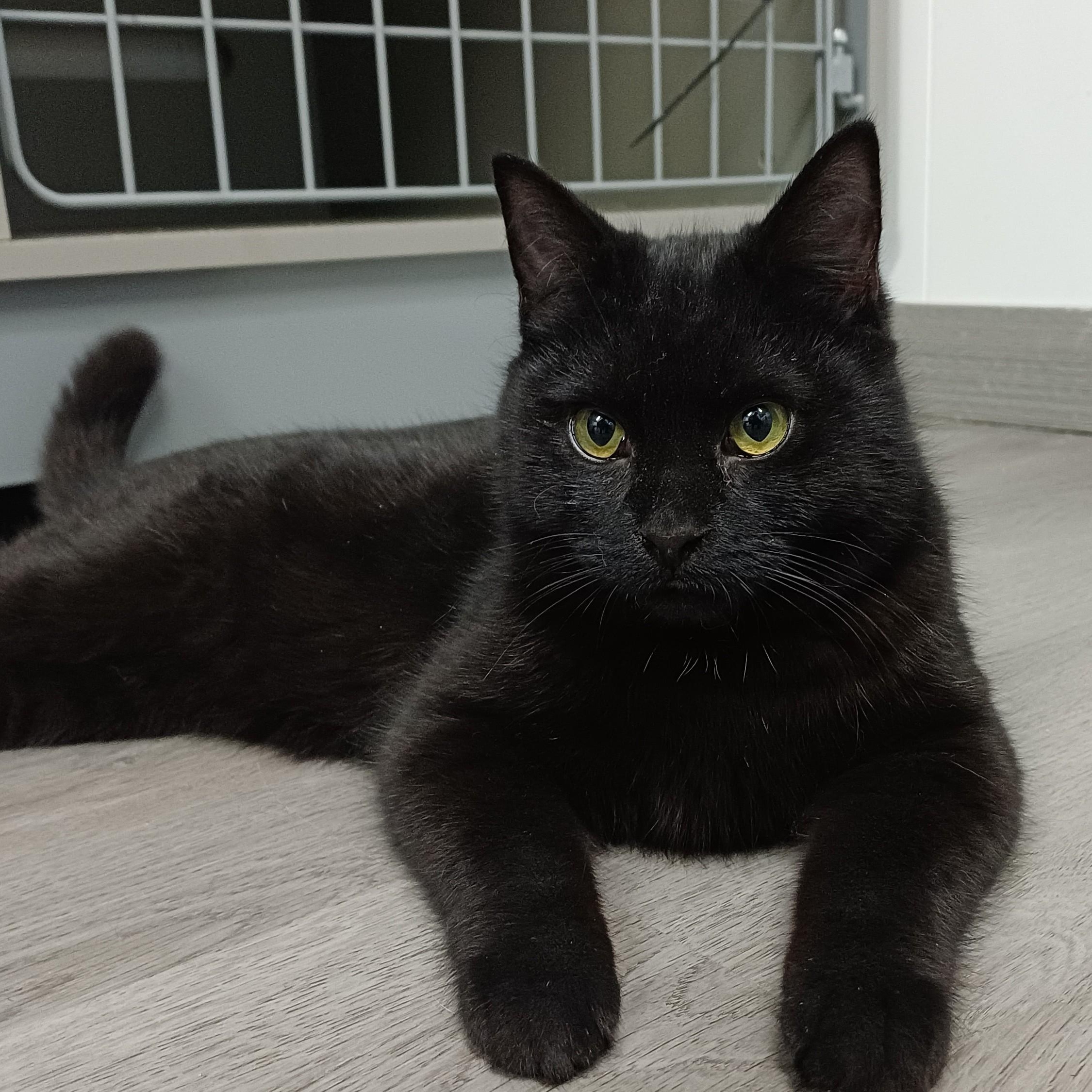 Enlarge Mocha, a Adoptable Domestic Short Hair in Renton , WA image 1/6