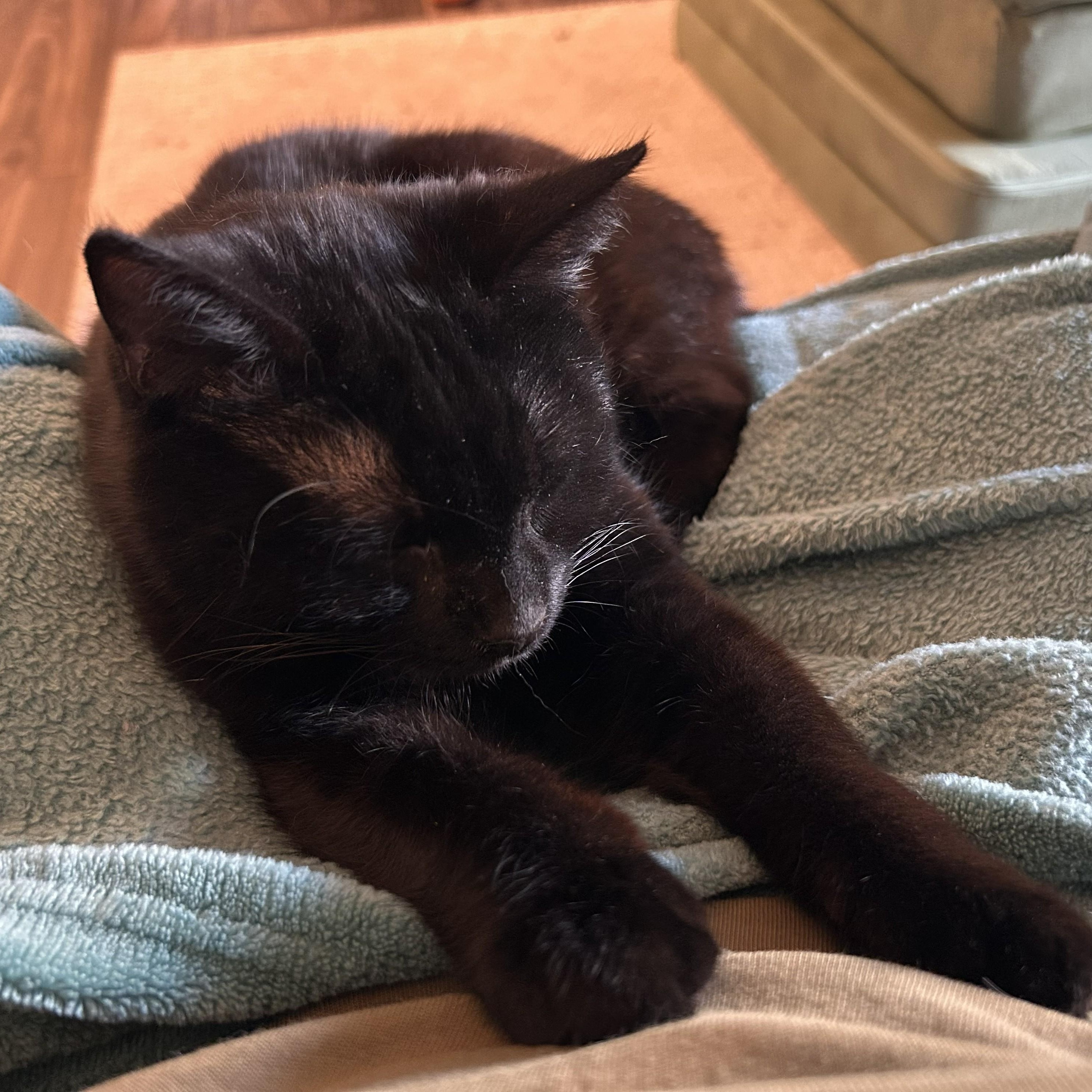 Enlarge Mocha, a Adoptable Domestic Short Hair in Renton , WA image 5/6