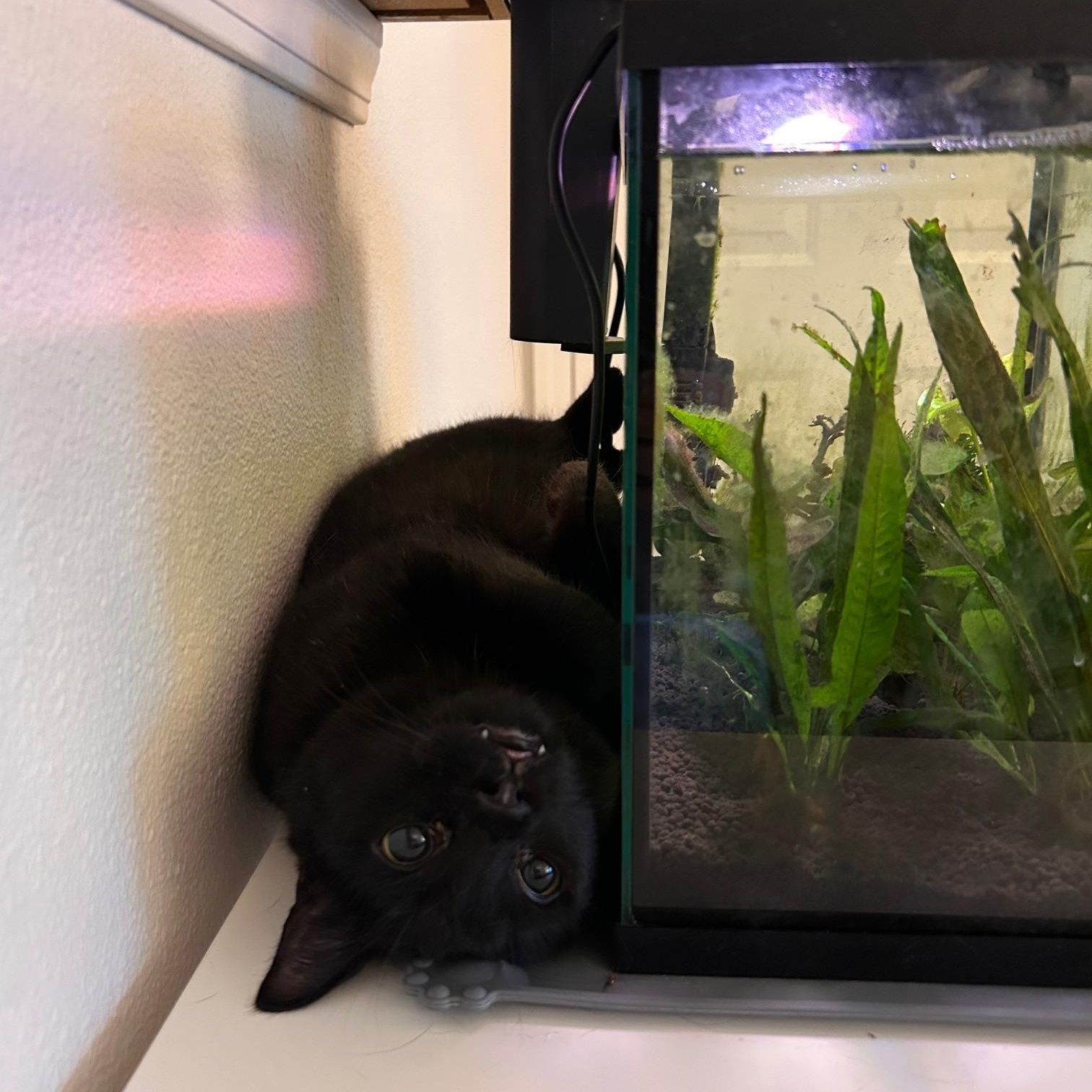 Enlarge Mocha, a Adoptable Domestic Short Hair in Renton , WA image 4/6