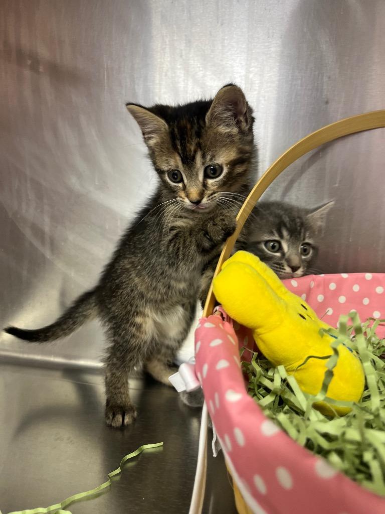 Hermione, Adoptable, Kitten Female Domestic Short Hair.