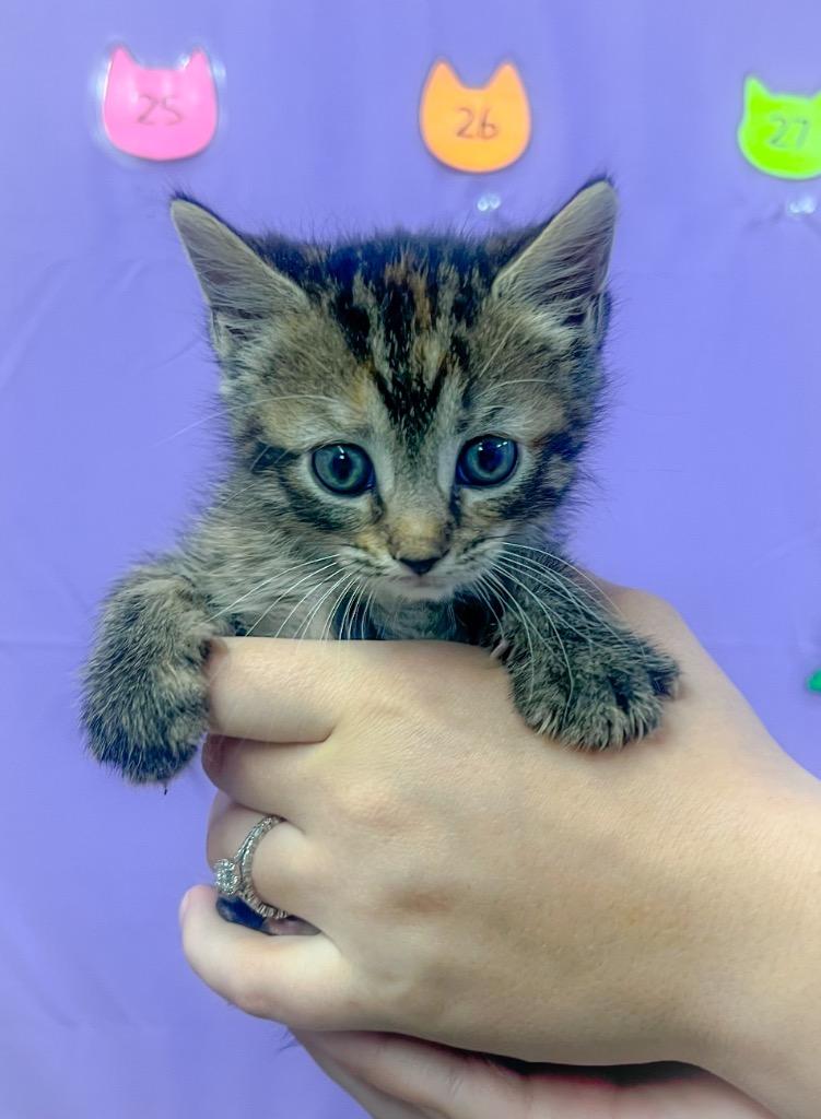 Enlarge Hermione, a Adoptable mixed breed in Murray, KY image 1/1