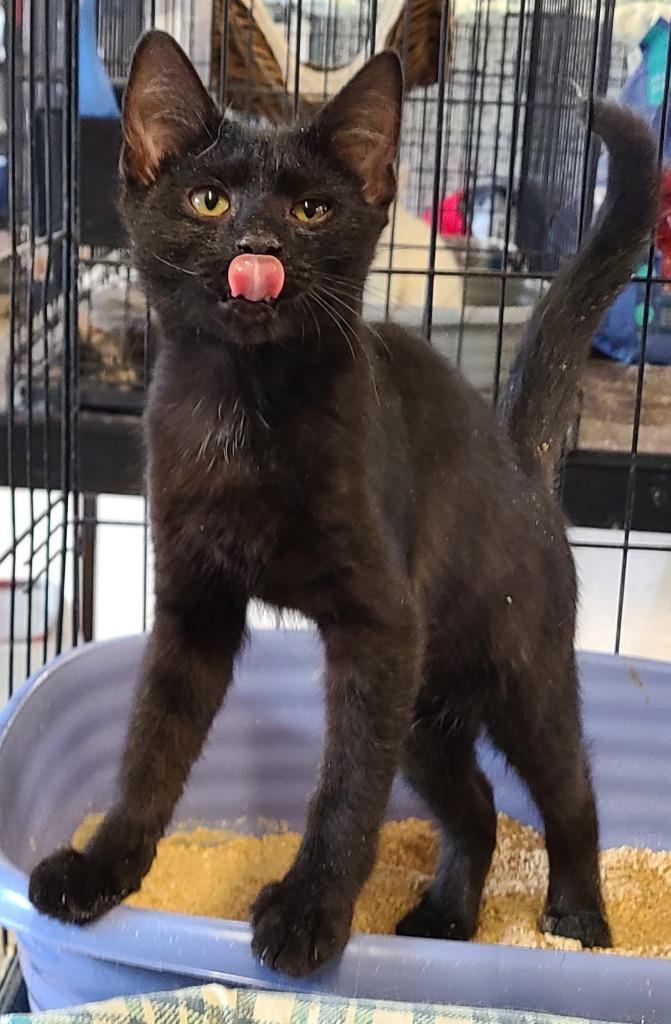 Enlarge Archer, a Adoptable mixed breed in Portland, IN image 1/2