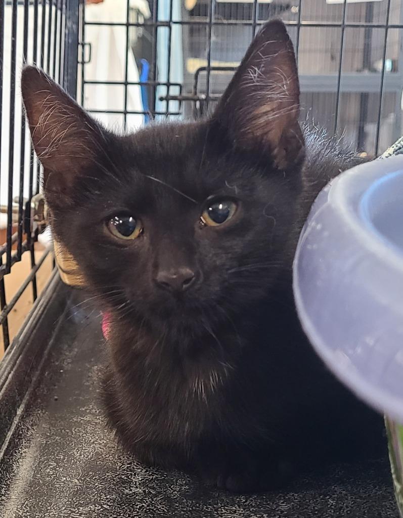 Enlarge Archer, a Adoptable mixed breed in Portland, IN image 2/2