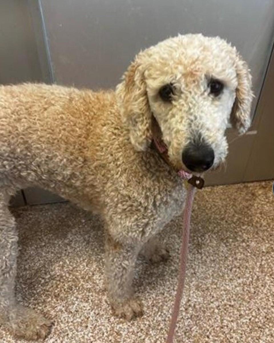 Enlarge Bella-1.5 year old, a Adopted Standard Poodle in Golden, CO image 1/1
