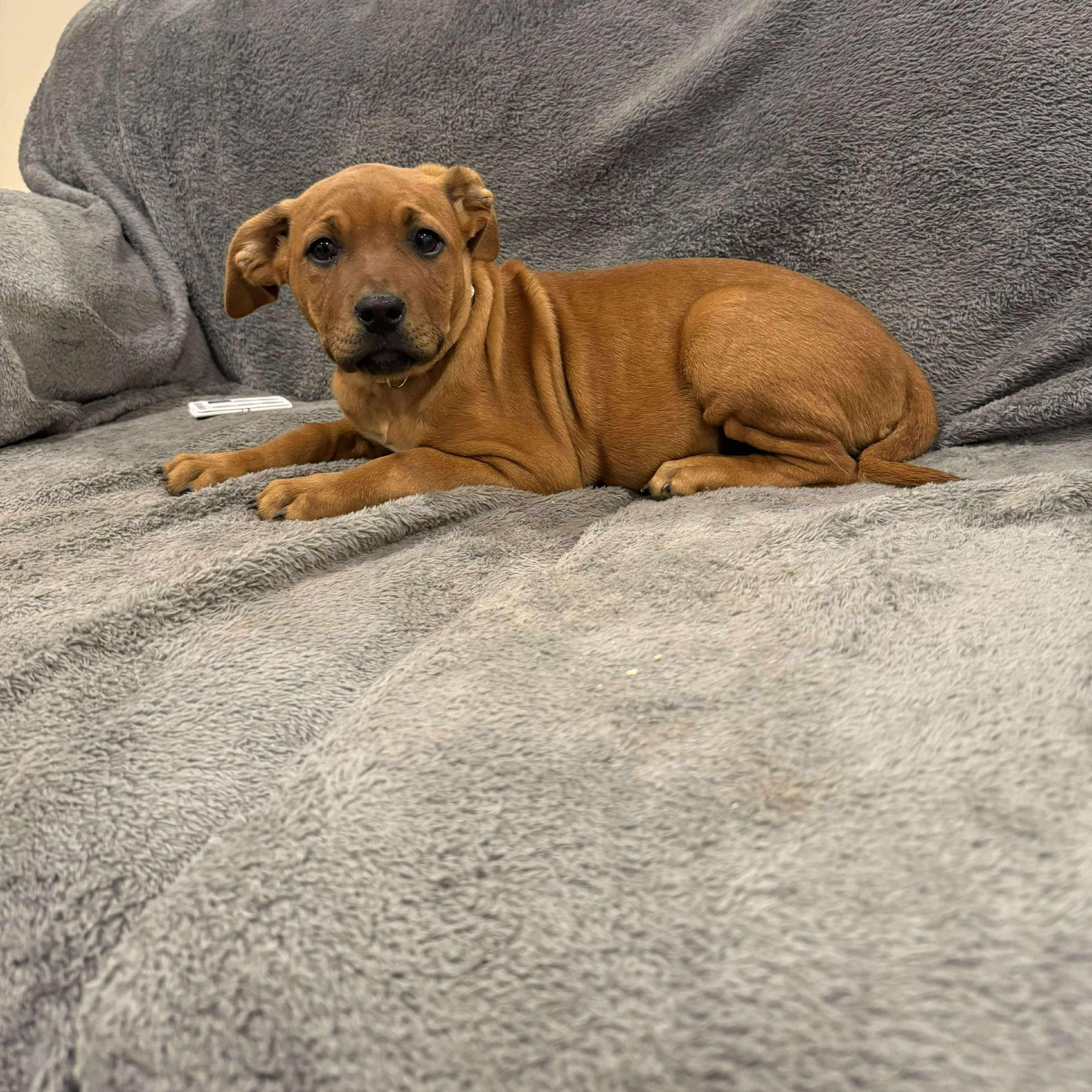 Cici, Adoptable, Puppy Female Boxer.