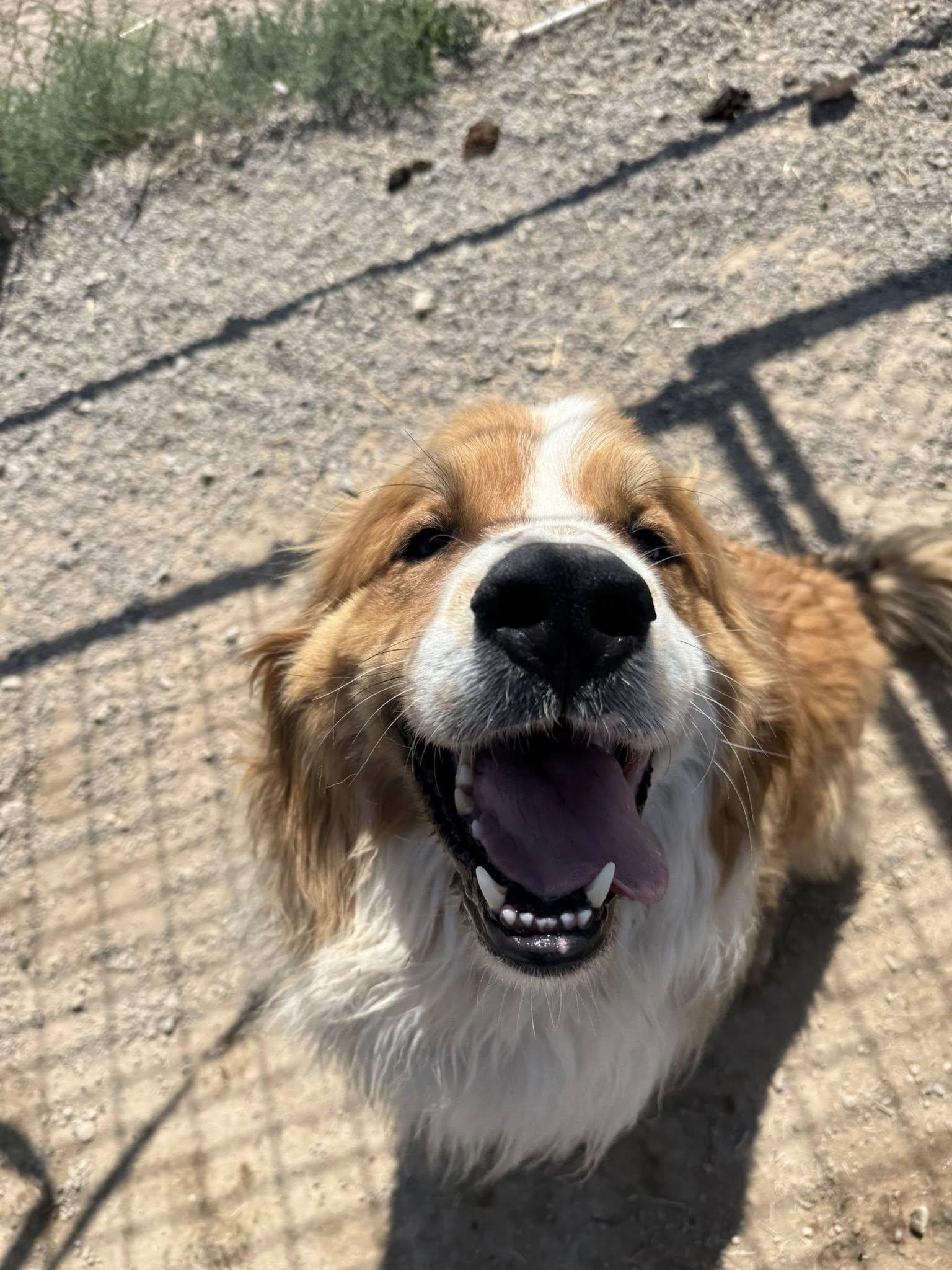 Mako, an adoptable Great Pyrenees Mix in Prineville, OR_image-1
