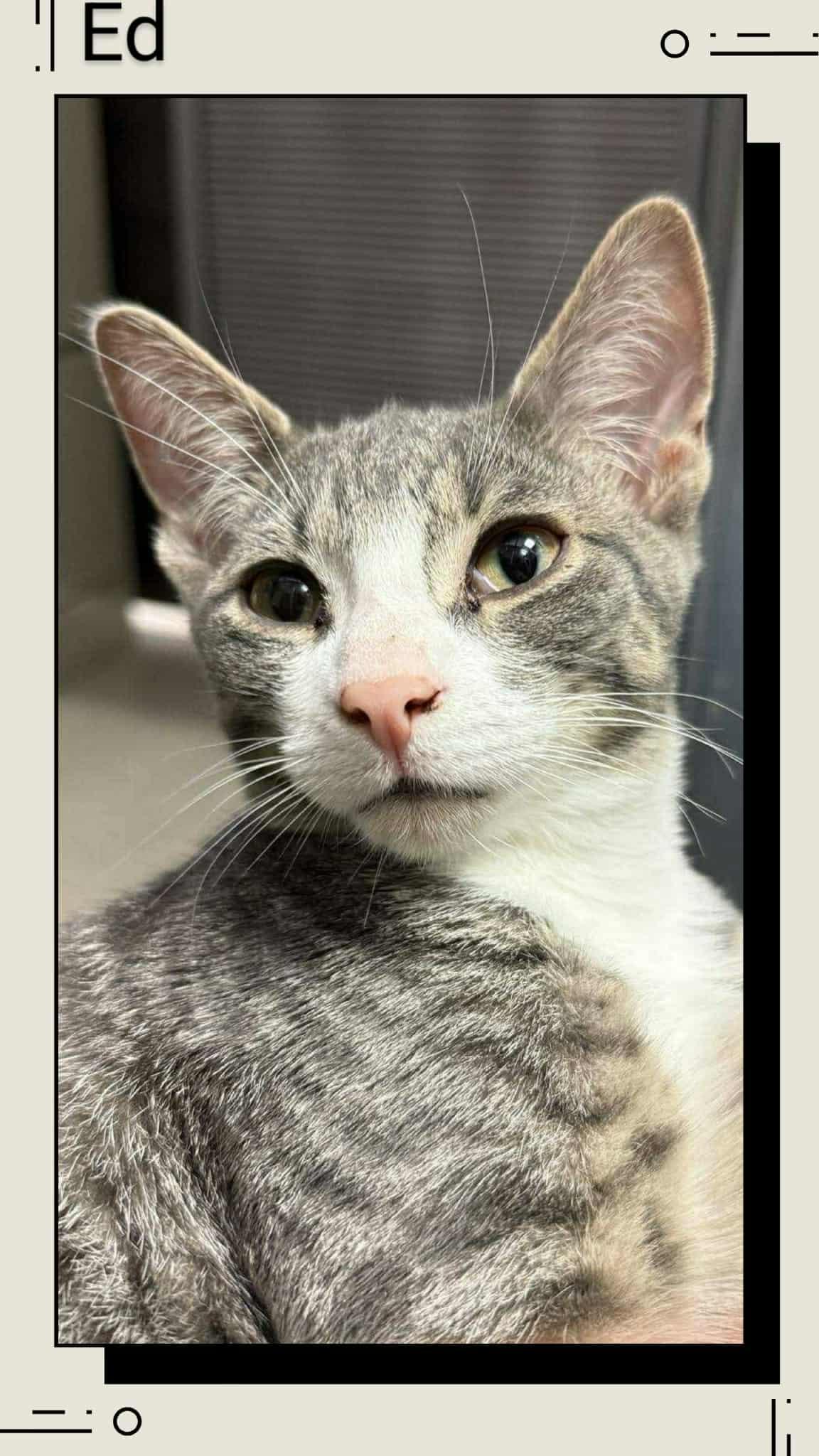 Enlarge Ed, a Adopted Domestic Short Hair in Caistor Centre, ON image 1/3