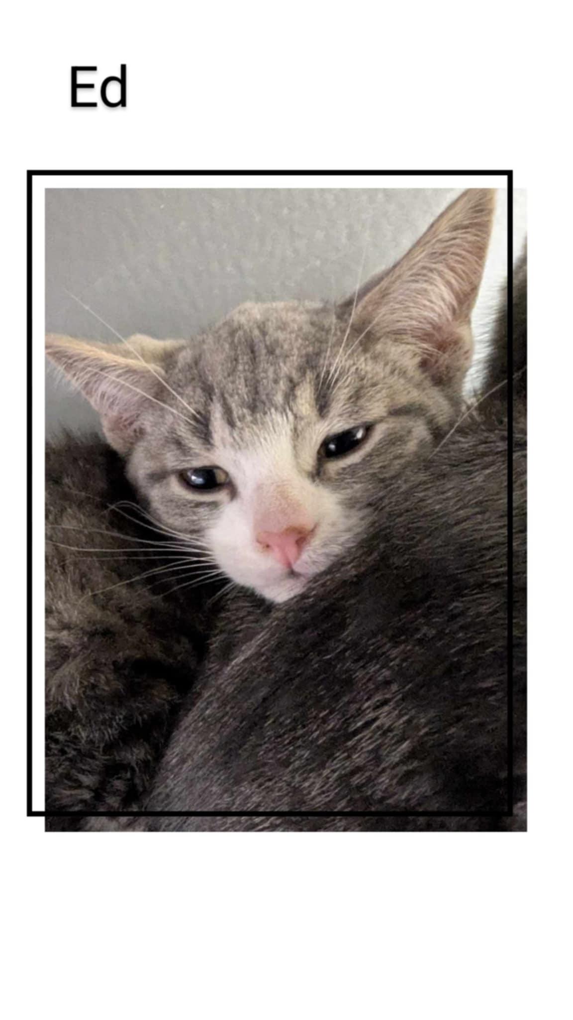 Enlarge Ed, a Adopted Domestic Short Hair in Caistor Centre, ON image 2/3