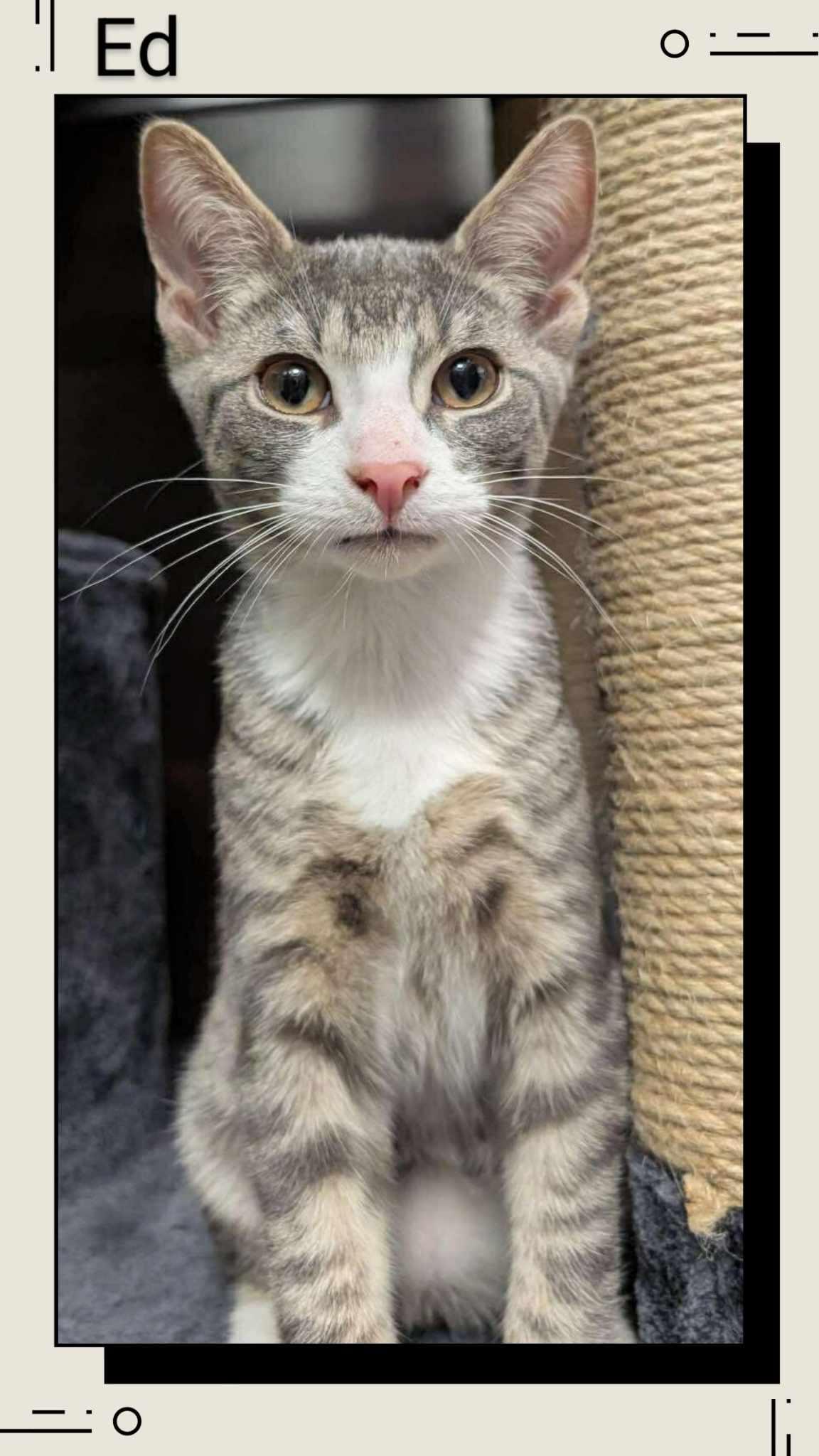 Ed, Adopted, Young Male Domestic Short Hair.