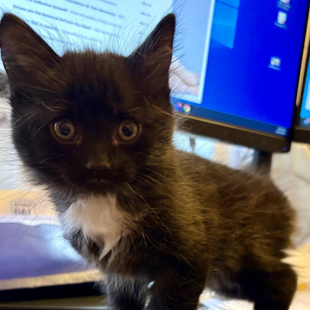 Enlarge 26-56 Pointe, a Adoptable Domestic Short Hair in North Branford, CT image 1/3