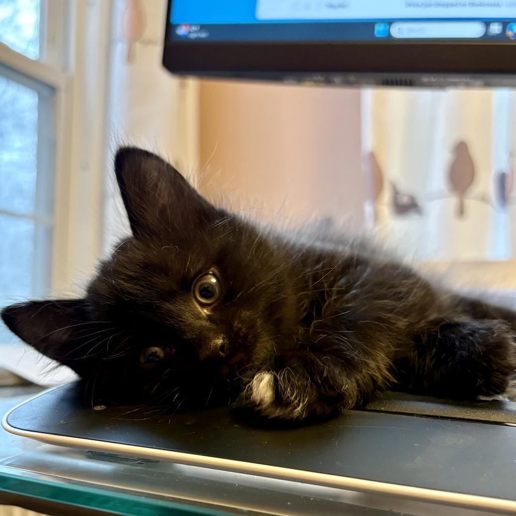 Enlarge 26-56 Pointe, a Adoptable Domestic Short Hair in North Branford, CT image 3/3