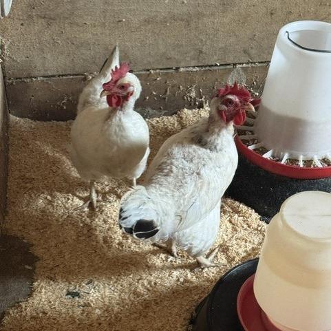 Opal, Adoptable, Young Female Chicken.