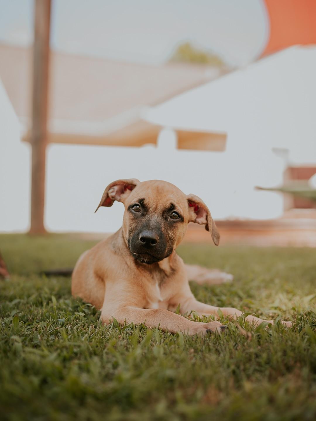 Enlarge Pam, a ADOPTABLE mixed breed in Marietta, GA image 2/3