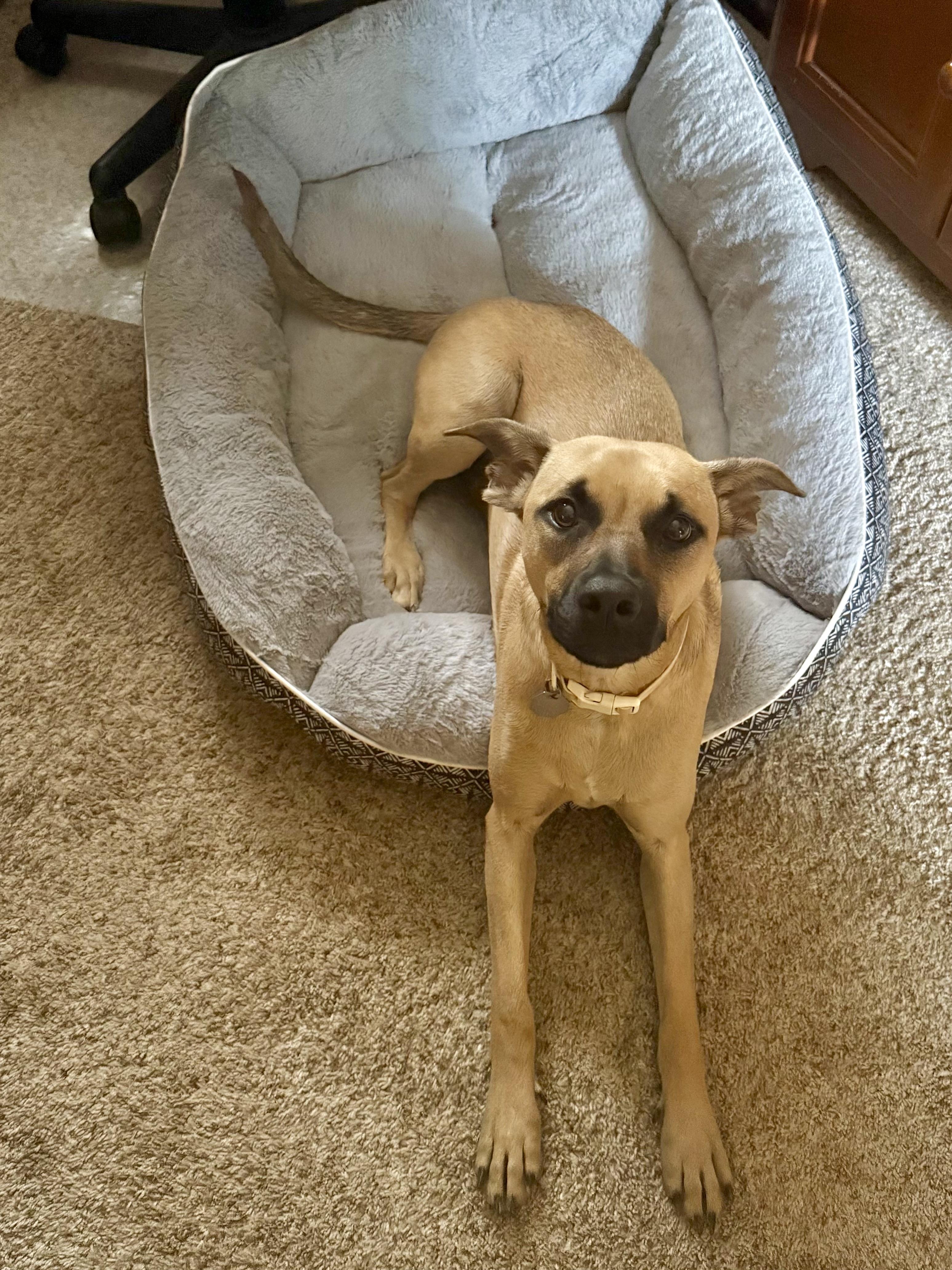 Enlarge Pam, a ADOPTABLE mixed breed in Marietta, GA image 1/3