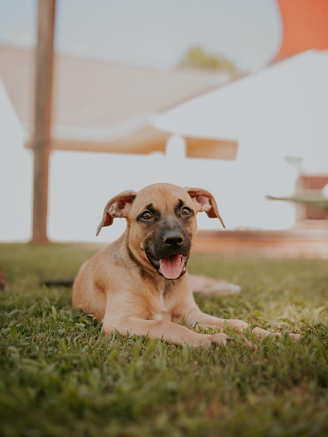 Enlarge Pam, a ADOPTABLE mixed breed in Marietta, GA image 3/3