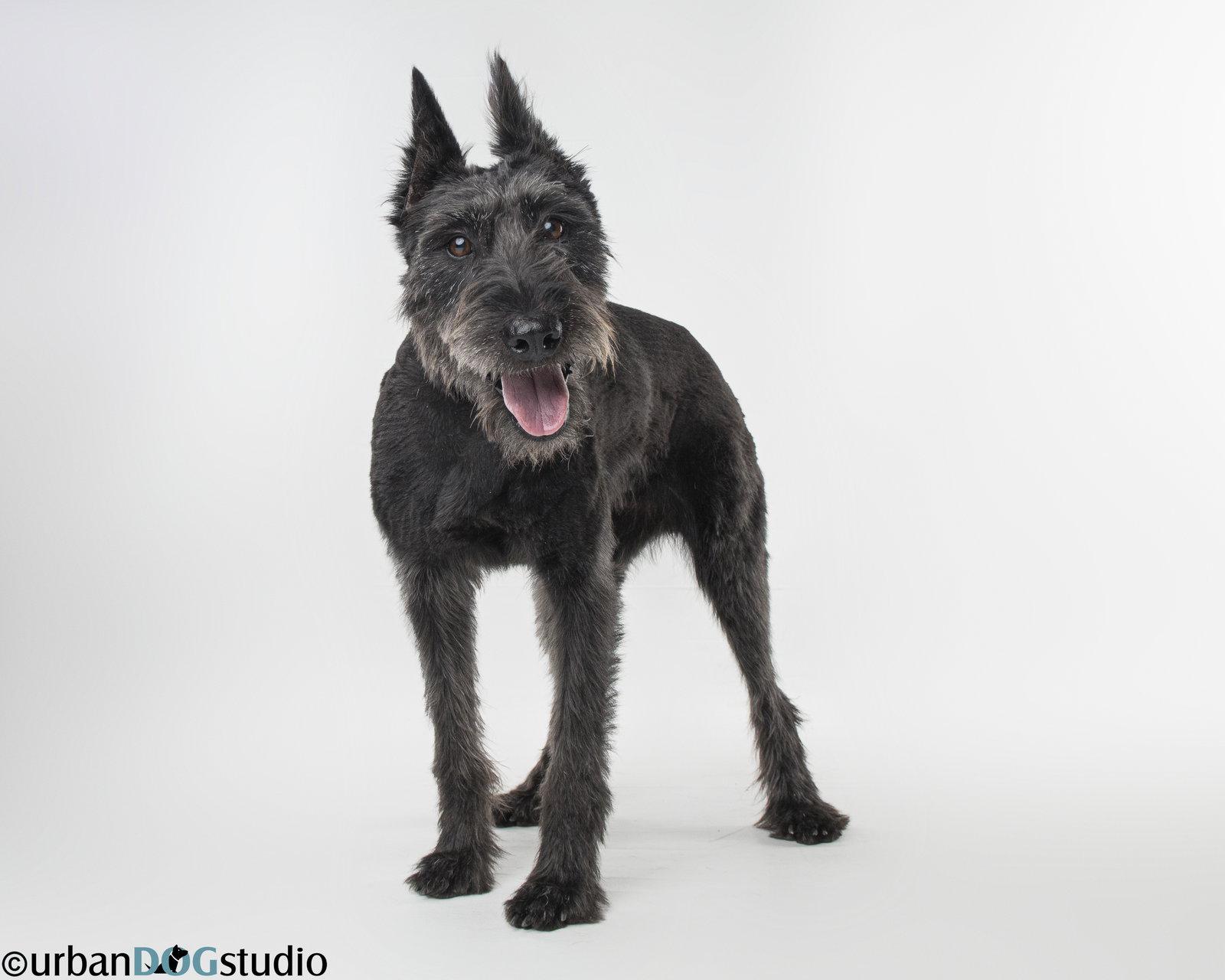 Enlarge Zoey - F, a Adoptable Giant Schnauzer in Tampa, FL image 1/3
