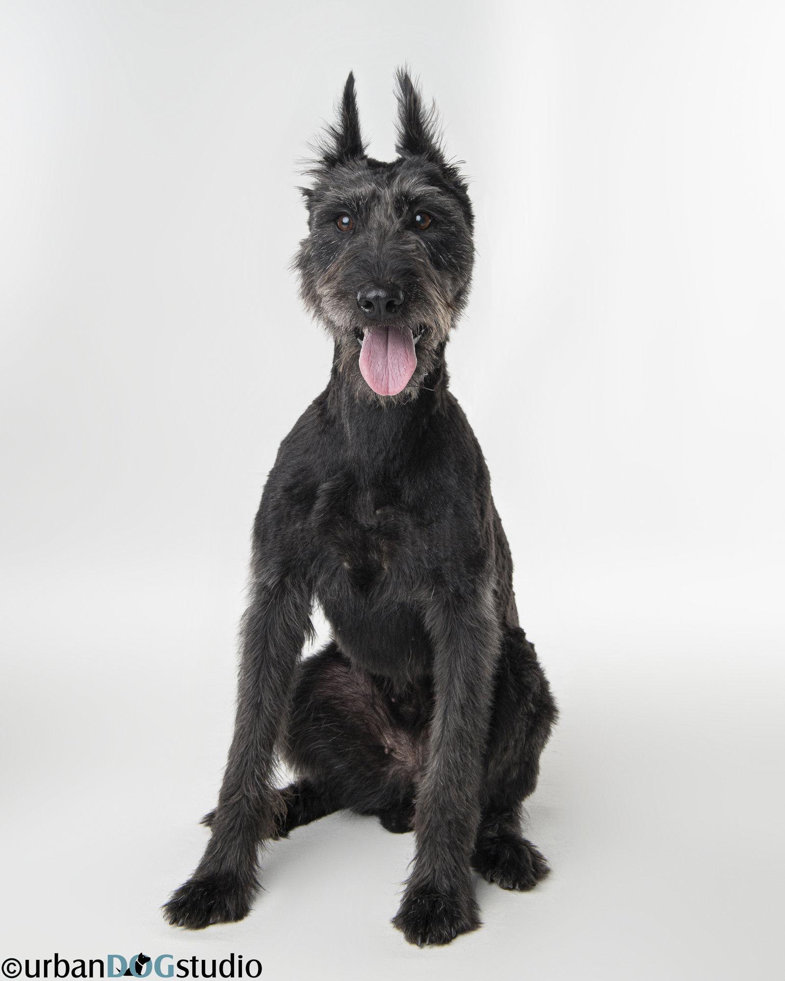 Enlarge Zoey - F, a Adoptable Giant Schnauzer in Tampa, FL image 2/3