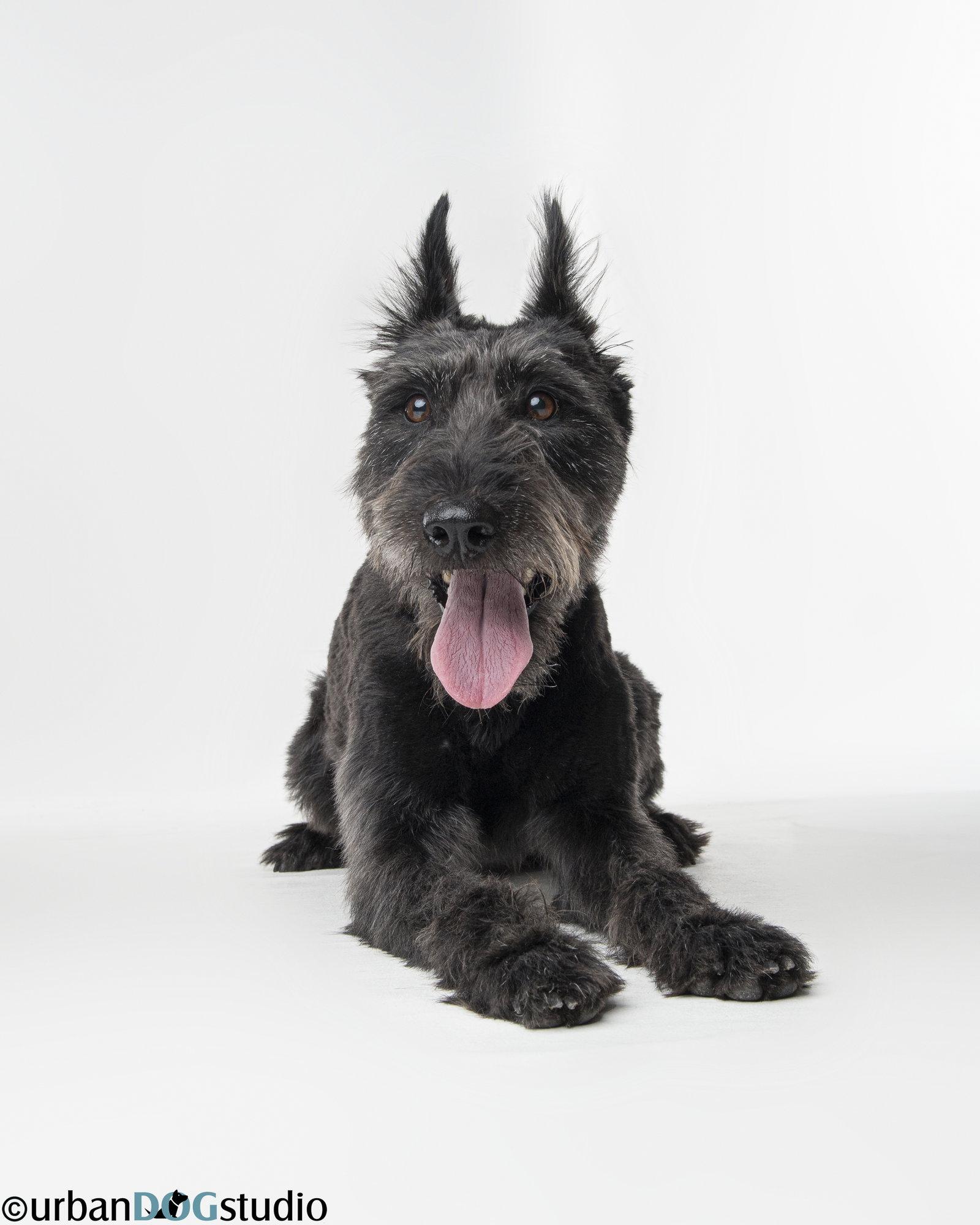 Enlarge Zoey - F, a Adoptable Giant Schnauzer in Tampa, FL image 3/3