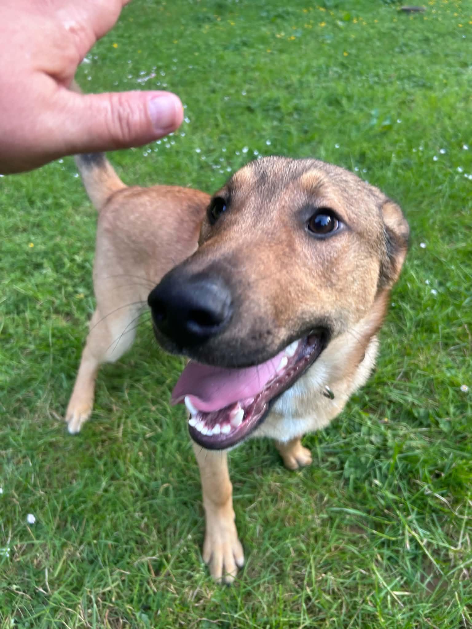 Tanner, Adoptable, Young Male Corgi & Shepherd.