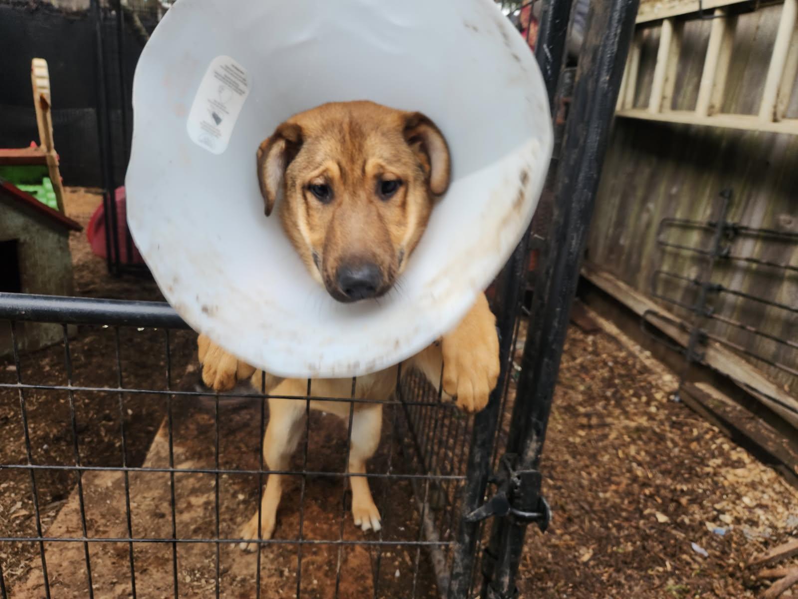 Enlarge Tanner, a Adoptable mixed breed in Hoopa, CA image 2/2