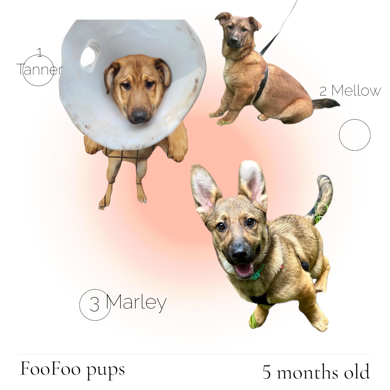 Enlarge Tanner, a Adoptable mixed breed in Hoopa, CA image 1/2