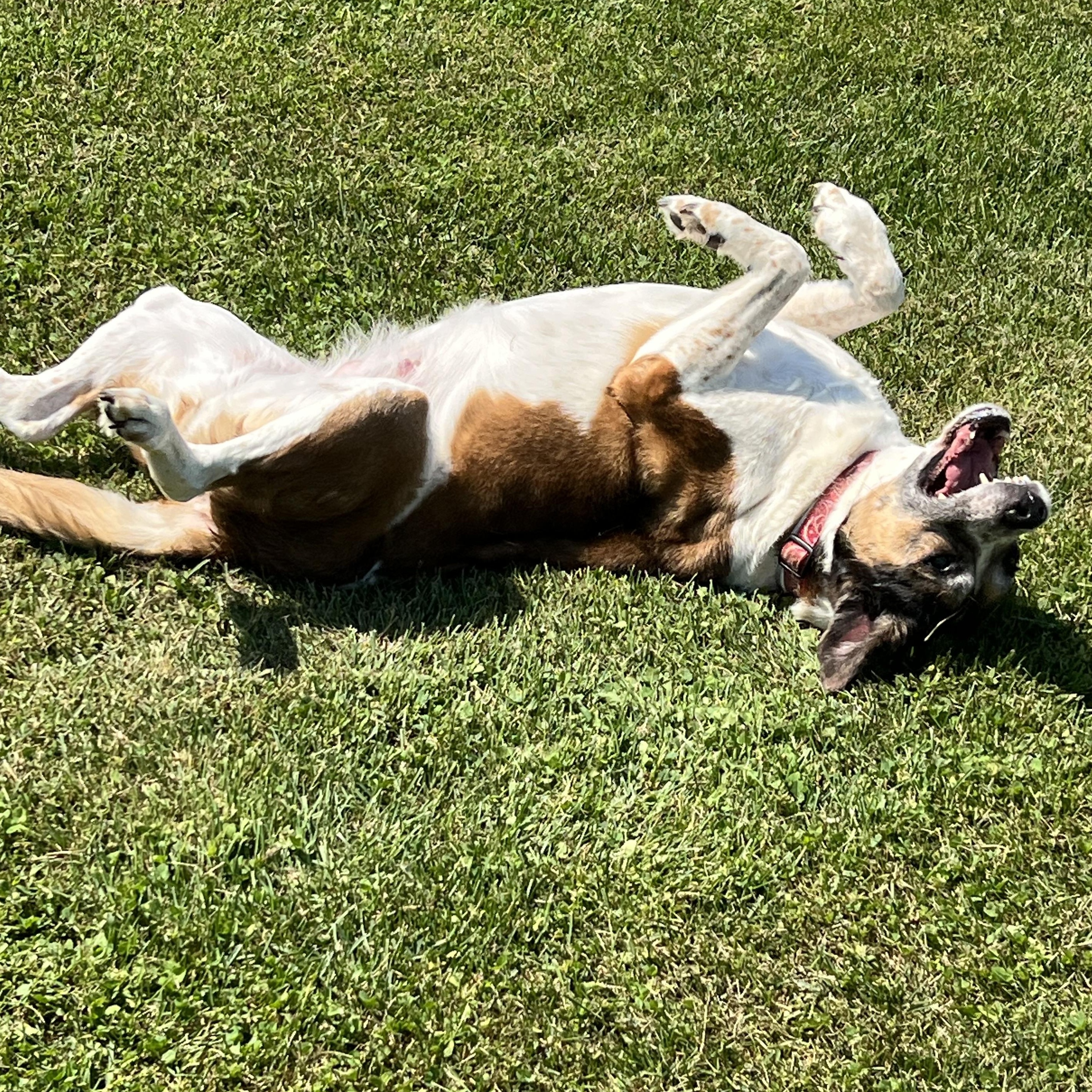 Enlarge Spotty, a Adopted Tennessee Treeing Brindle in Elkton, MI image 2/4