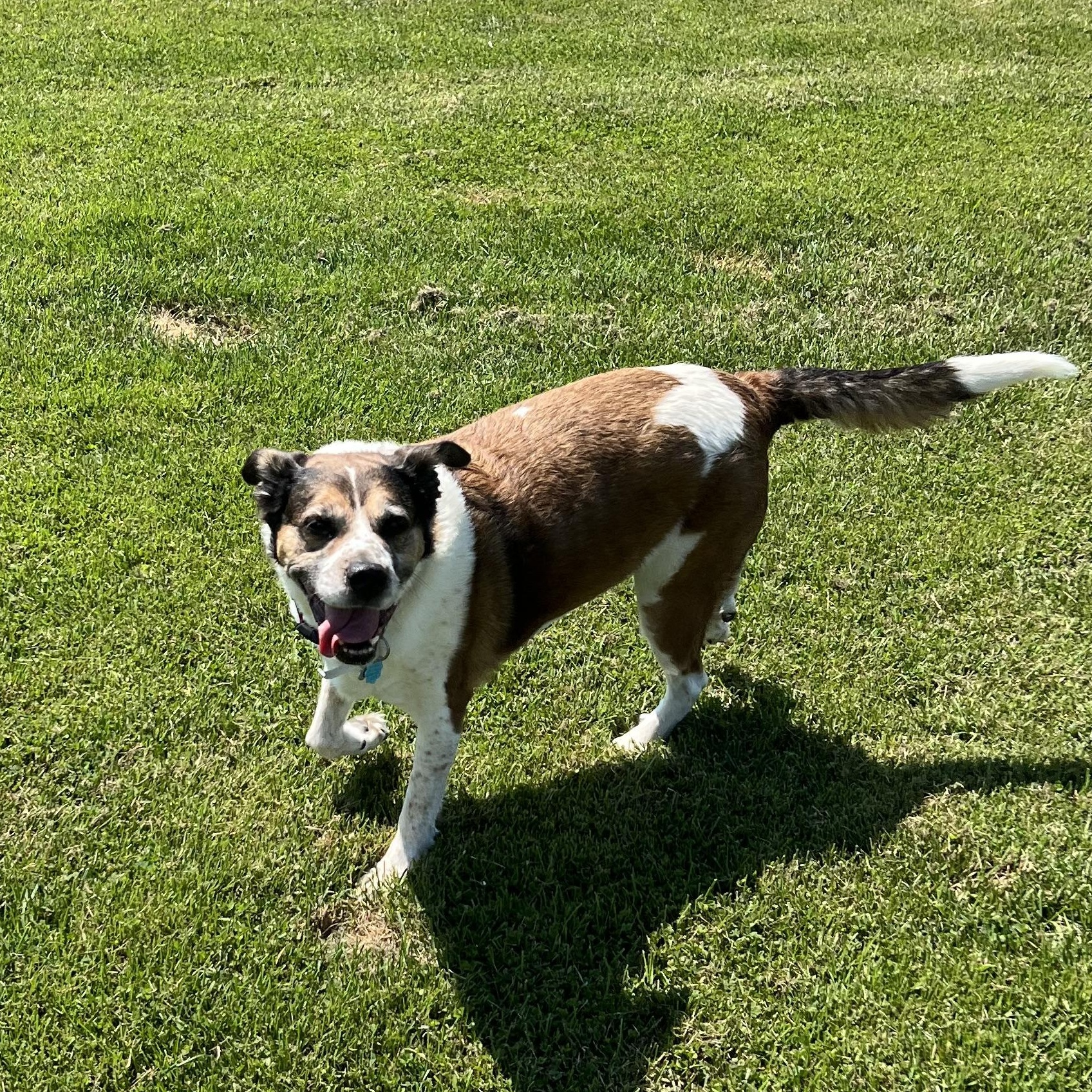 Enlarge Spotty, a Adopted Tennessee Treeing Brindle in Elkton, MI image 4/4