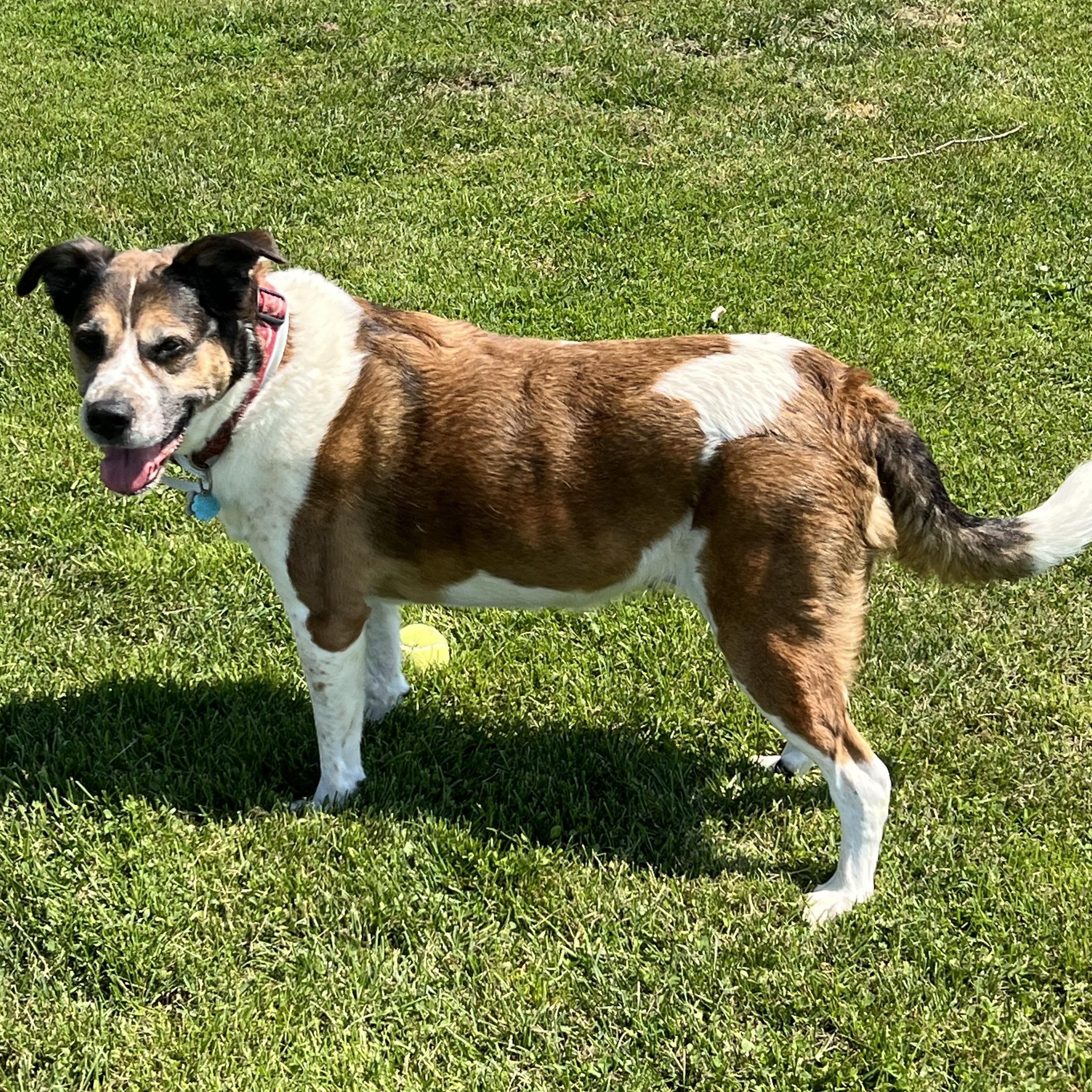 Enlarge Spotty, a Adopted Tennessee Treeing Brindle in Elkton, MI image 1/4