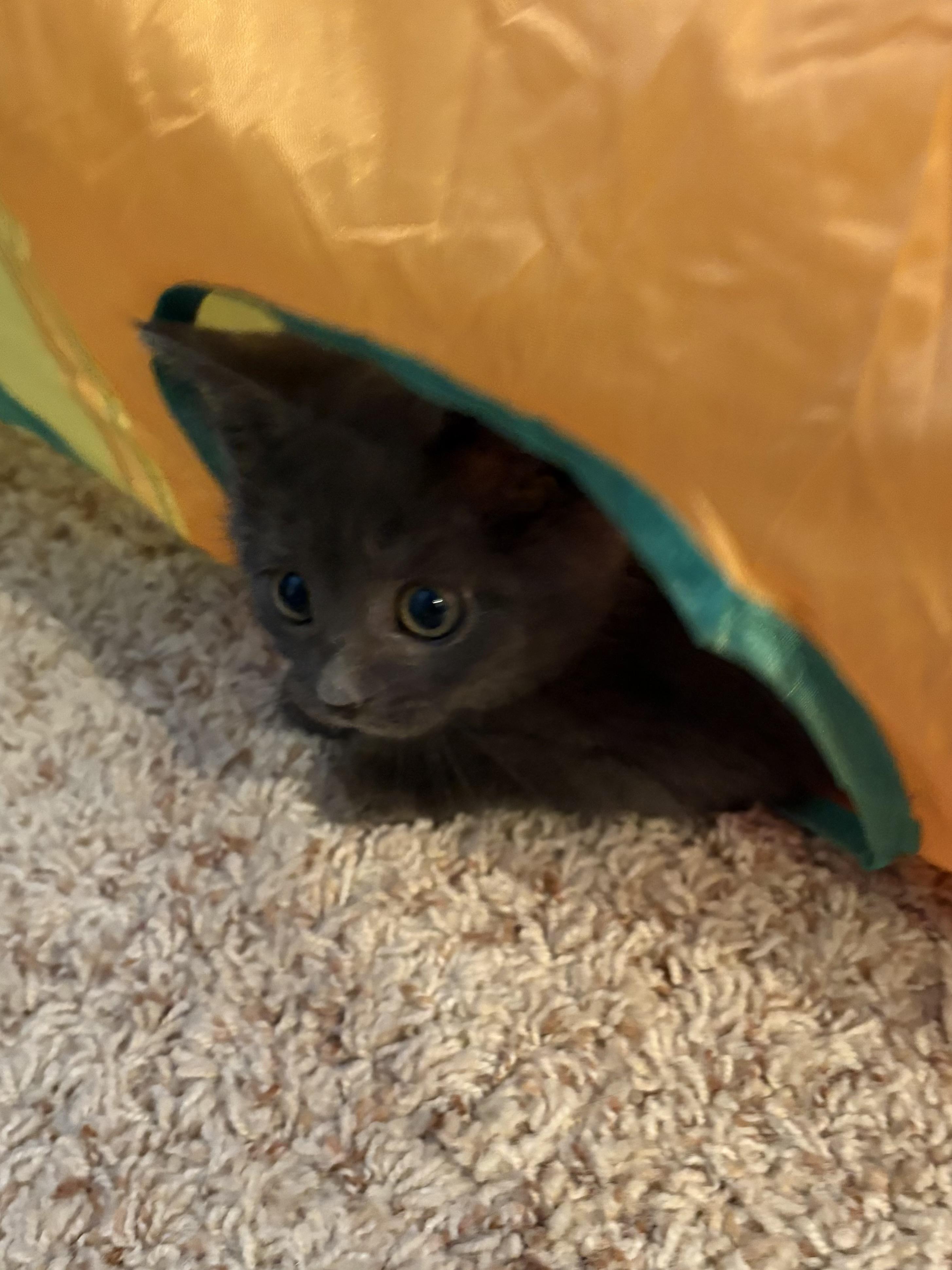 Enlarge Anzelone, a ADOPTABLE American Shorthair in Big Rapids, MI image 5/5