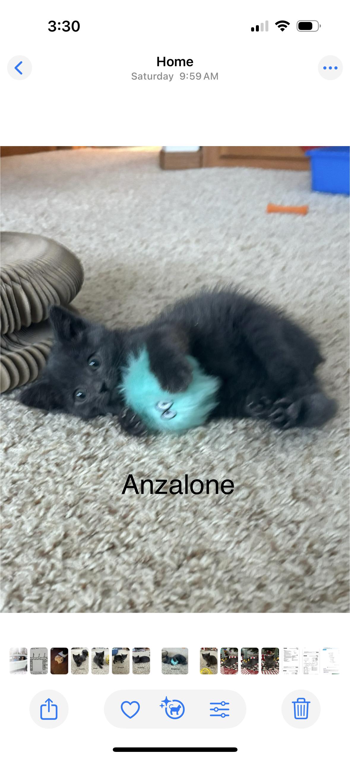 Enlarge Anzelone, a ADOPTABLE American Shorthair in Big Rapids, MI image 2/5