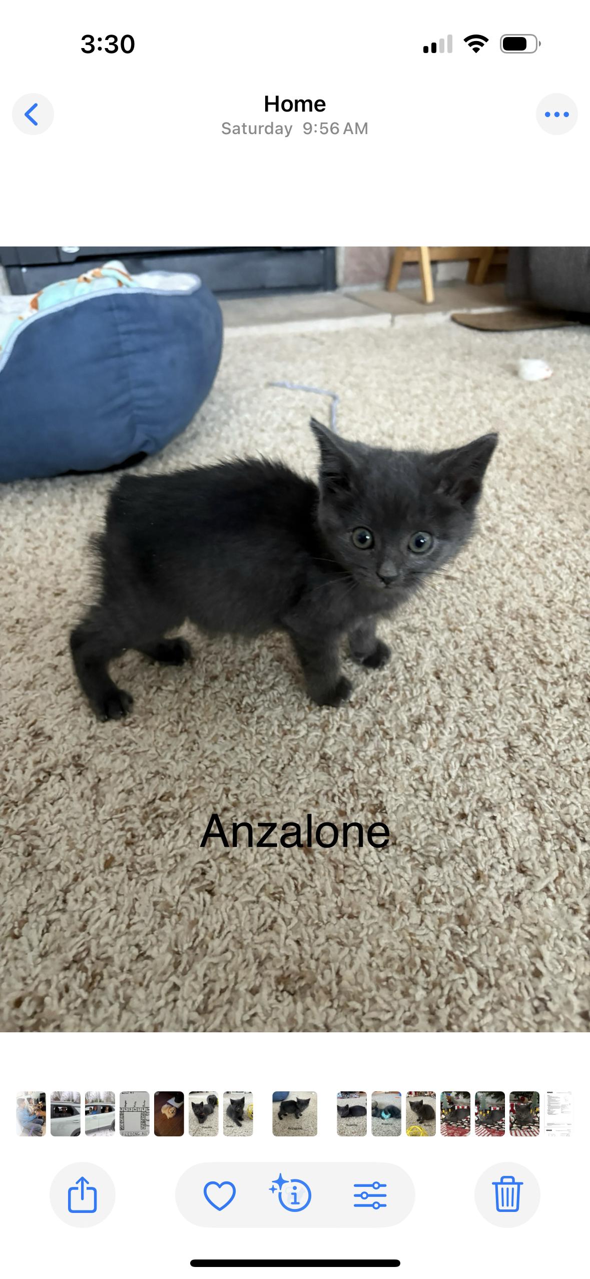Enlarge Anzelone, a ADOPTABLE American Shorthair in Big Rapids, MI image 3/5