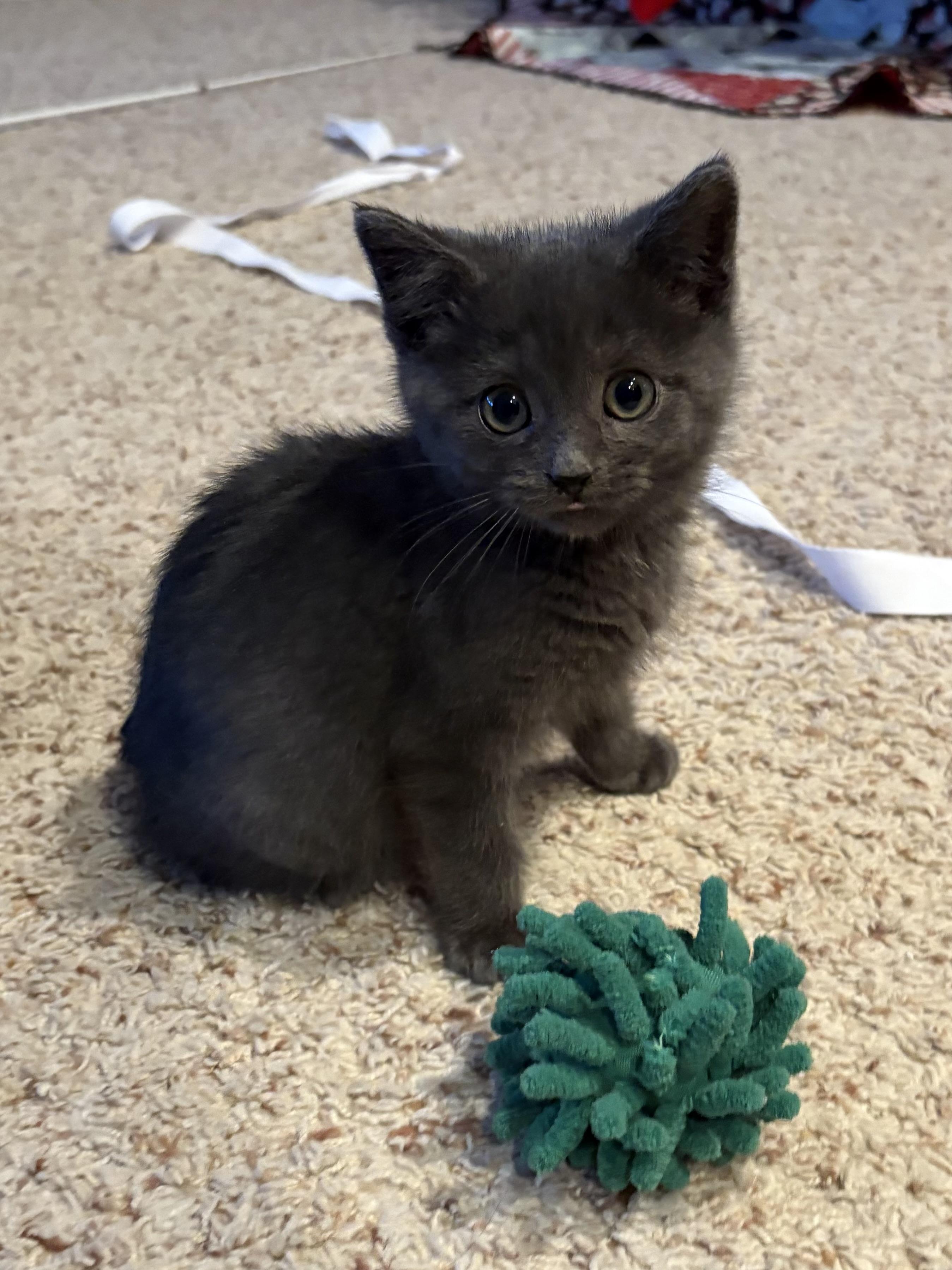 Enlarge Anzelone, a ADOPTABLE American Shorthair in Big Rapids, MI image 4/5