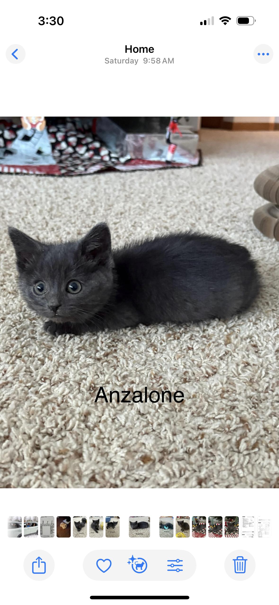 Enlarge Anzelone, a ADOPTABLE American Shorthair in Big Rapids, MI image 1/5