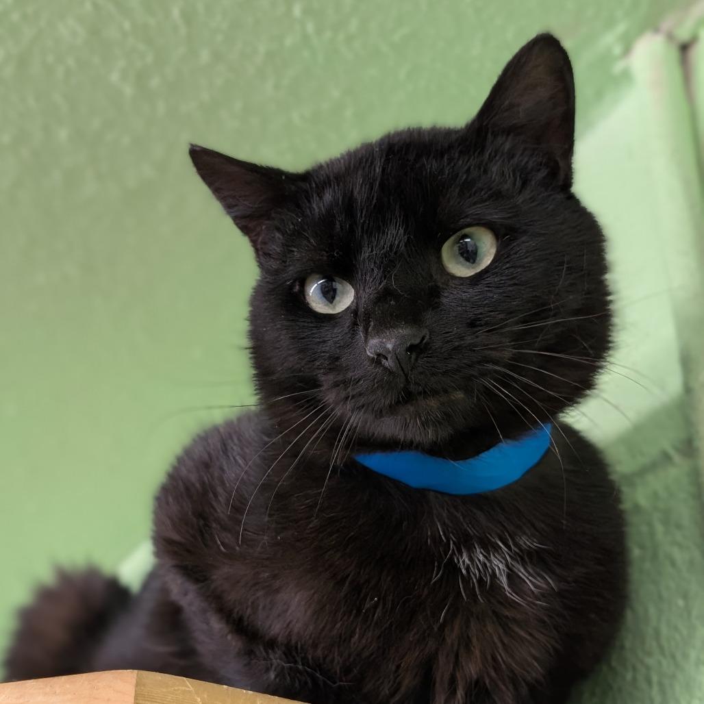 Pickles, a Adoptable Domestic Short Hair in Spokane, WA image 1/4