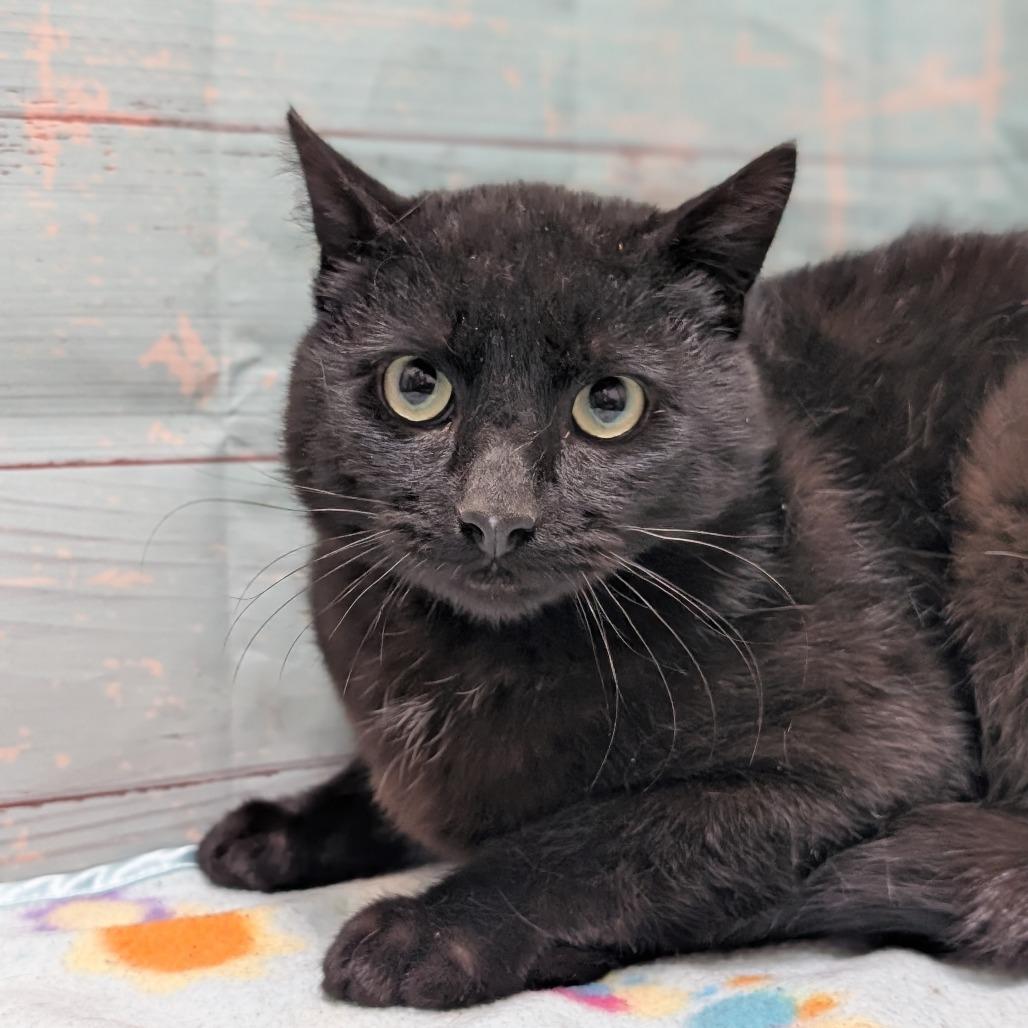 Pickles, a Adoptable Domestic Short Hair in Spokane, WA image 2/4