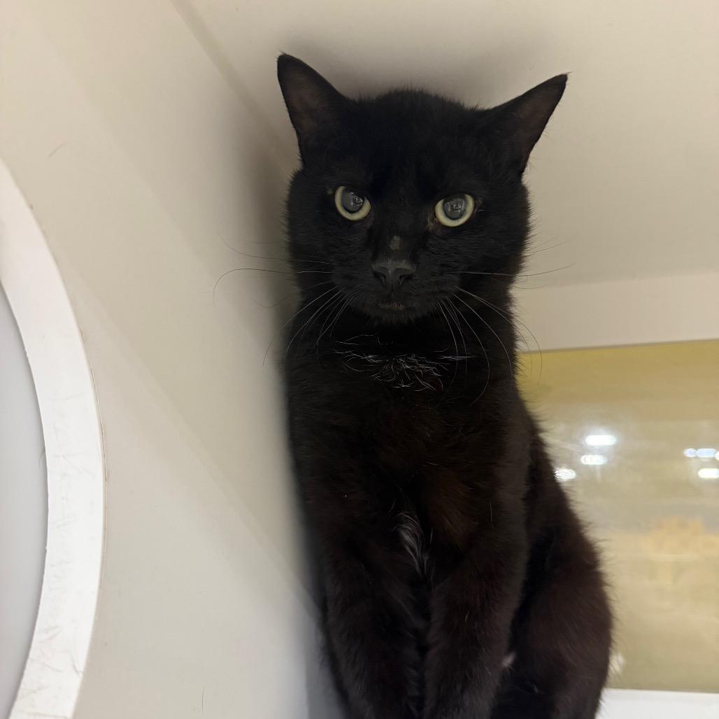 Pickles, a Adoptable Domestic Short Hair in Spokane, WA image 3/4