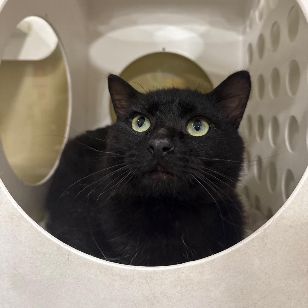 Pickles, a Adoptable Domestic Short Hair in Spokane, WA image 4/4