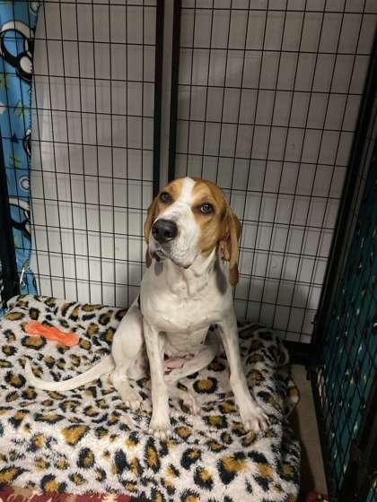 Enlarge Izzy, a Adoptable mixed breed in Fergus Falls, MN image 1/2