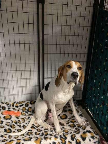 Enlarge Izzy, a Adoptable mixed breed in Fergus Falls, MN image 2/2