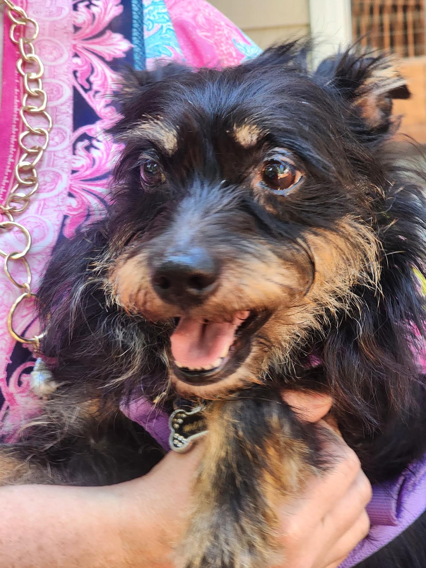 Bobbin, a ADOPTABLE mixed breed in Cumming, GA image 2/6