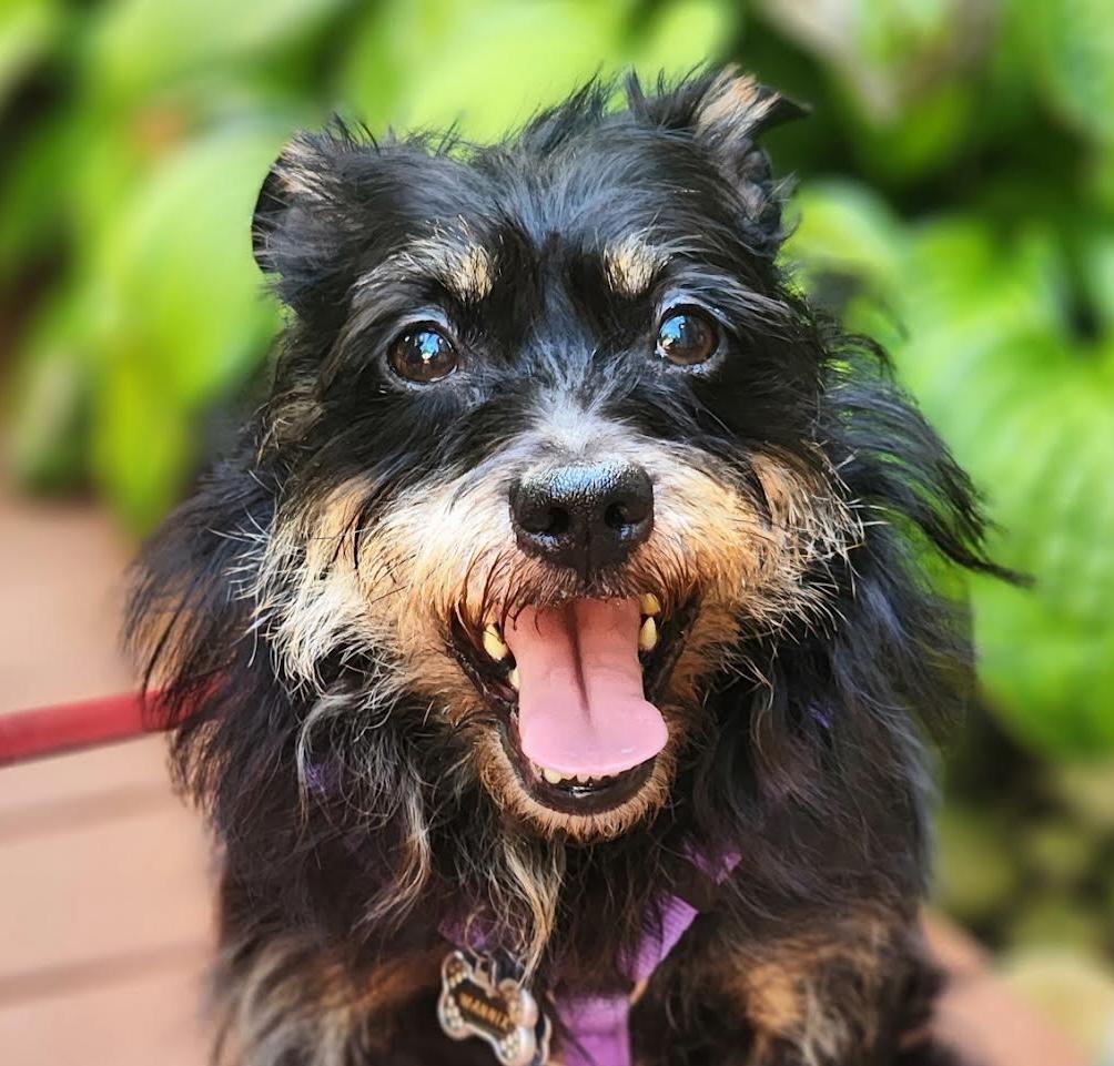 Bobbin, a ADOPTABLE mixed breed in Cumming, GA image 1/6