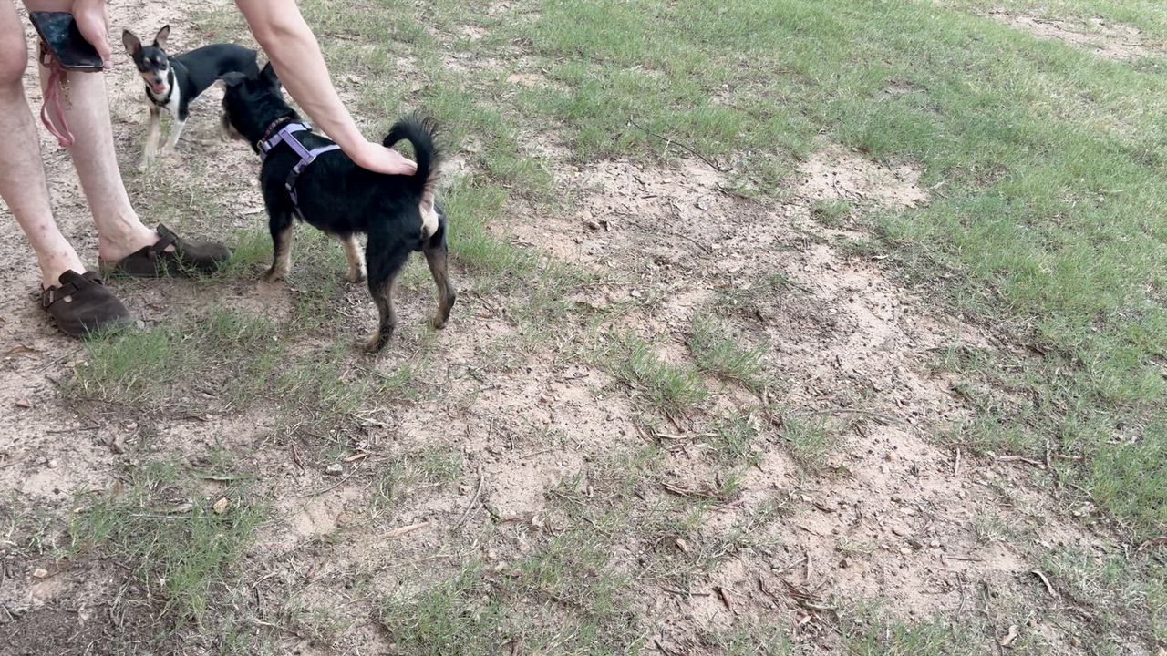 Enlarge Bobbin, a ADOPTABLE mixed breed in Cumming, GA video 6/6