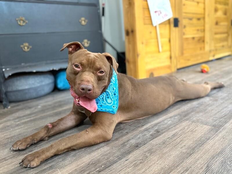 Ernie Sploots for You — thumbnail 3