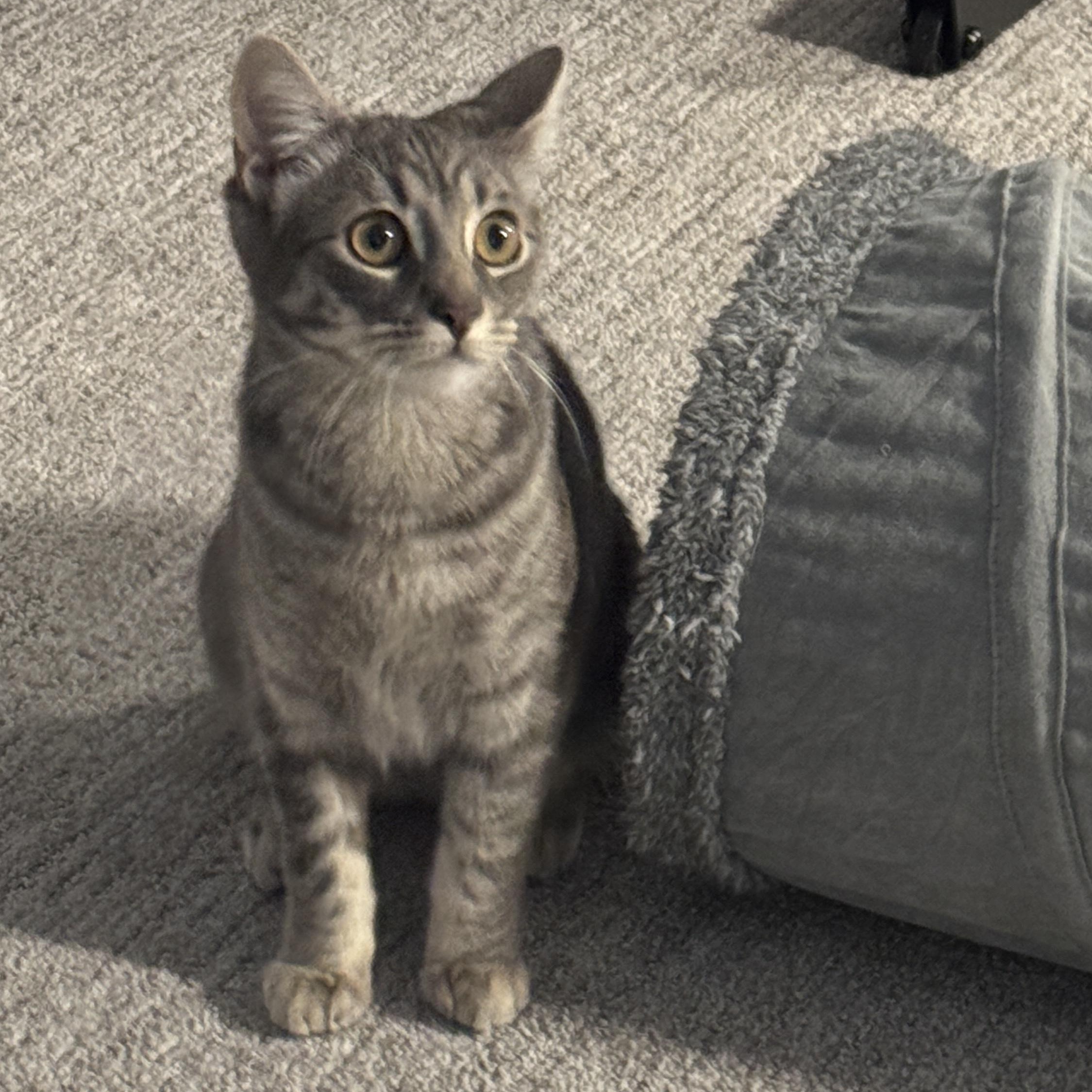 Shadow, Adoptable, Young Female Domestic Short Hair.