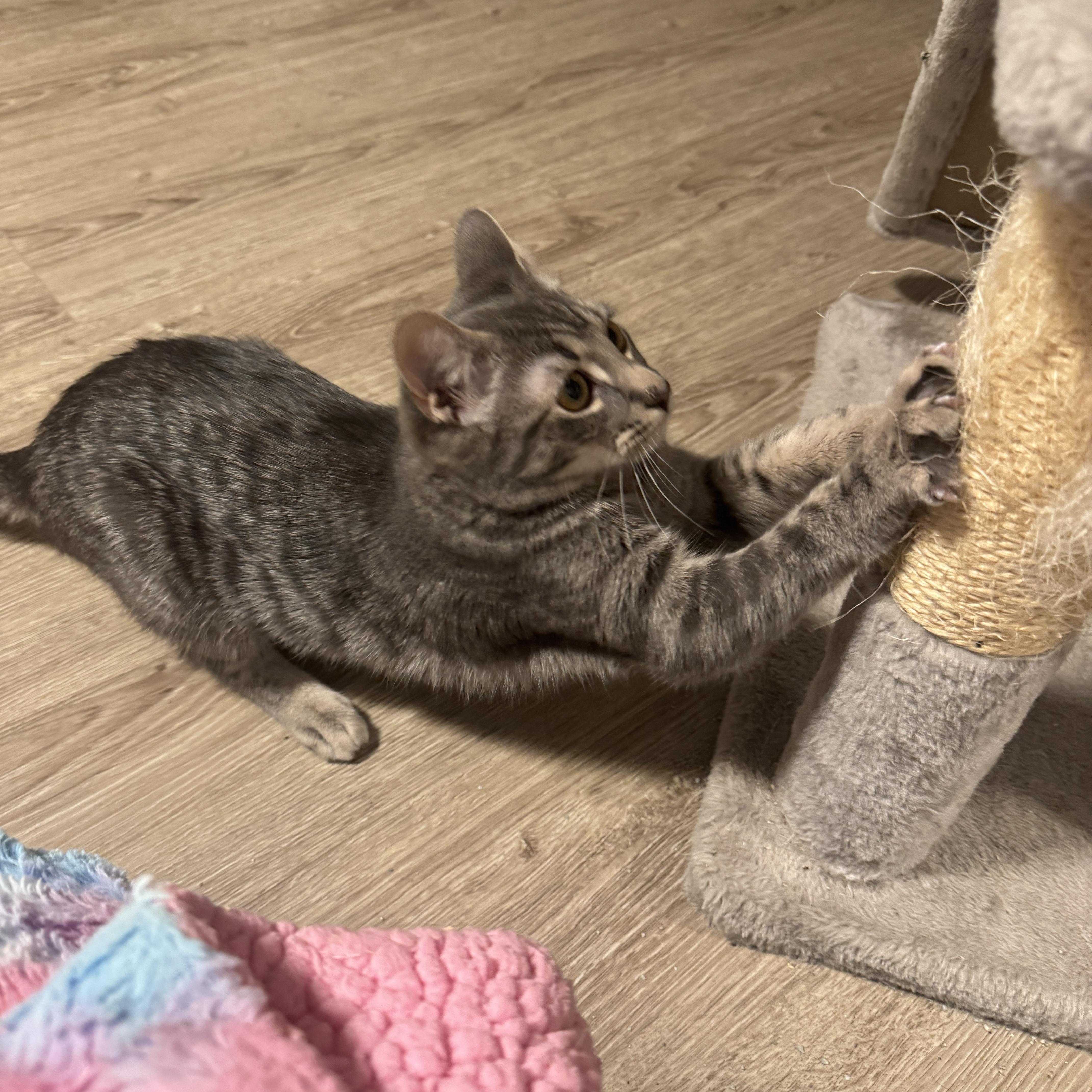 Enlarge Shadow, a Adoptable mixed breed in St Catharines, ON image 5/5