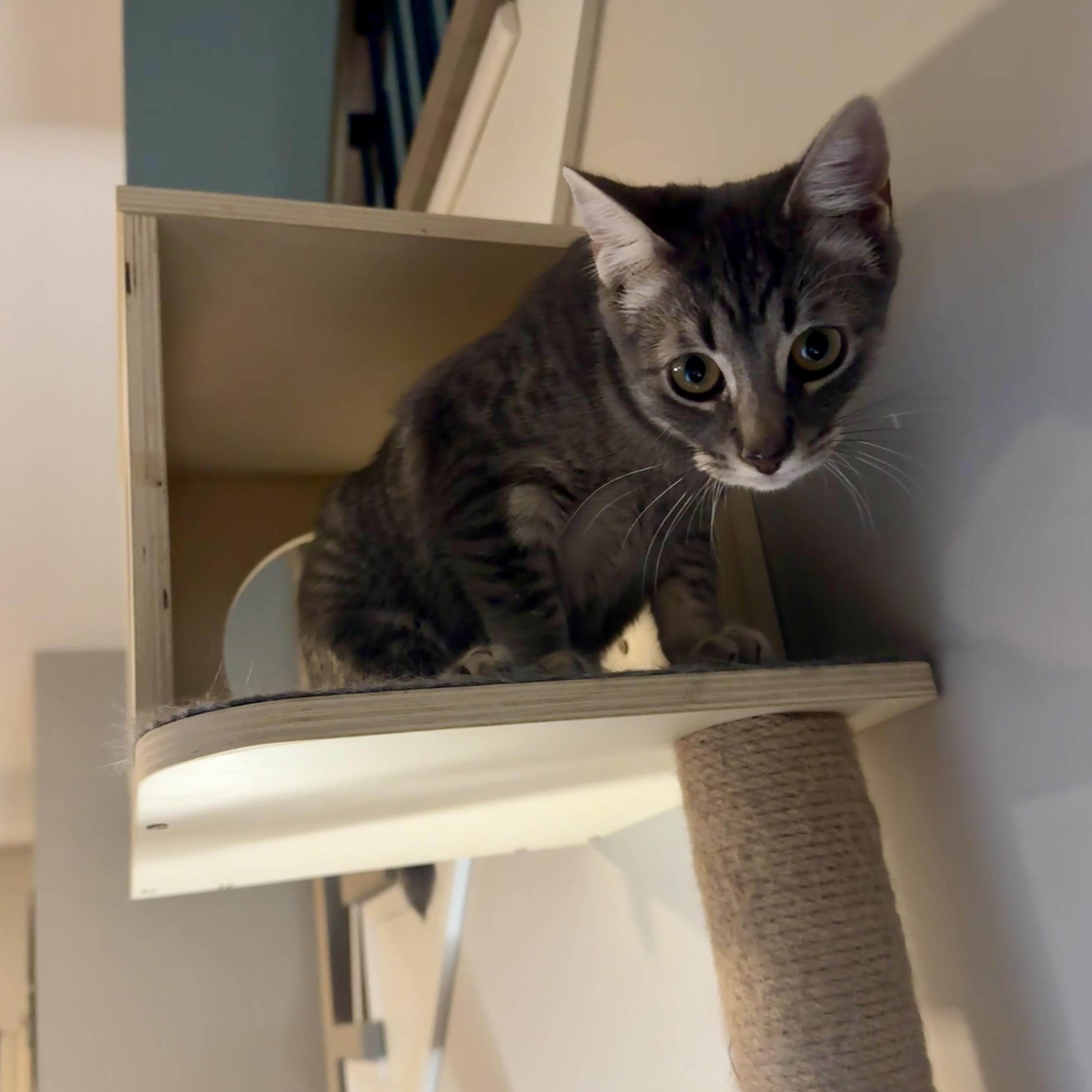 Enlarge Shadow, a Adoptable mixed breed in St Catharines, ON image 3/5