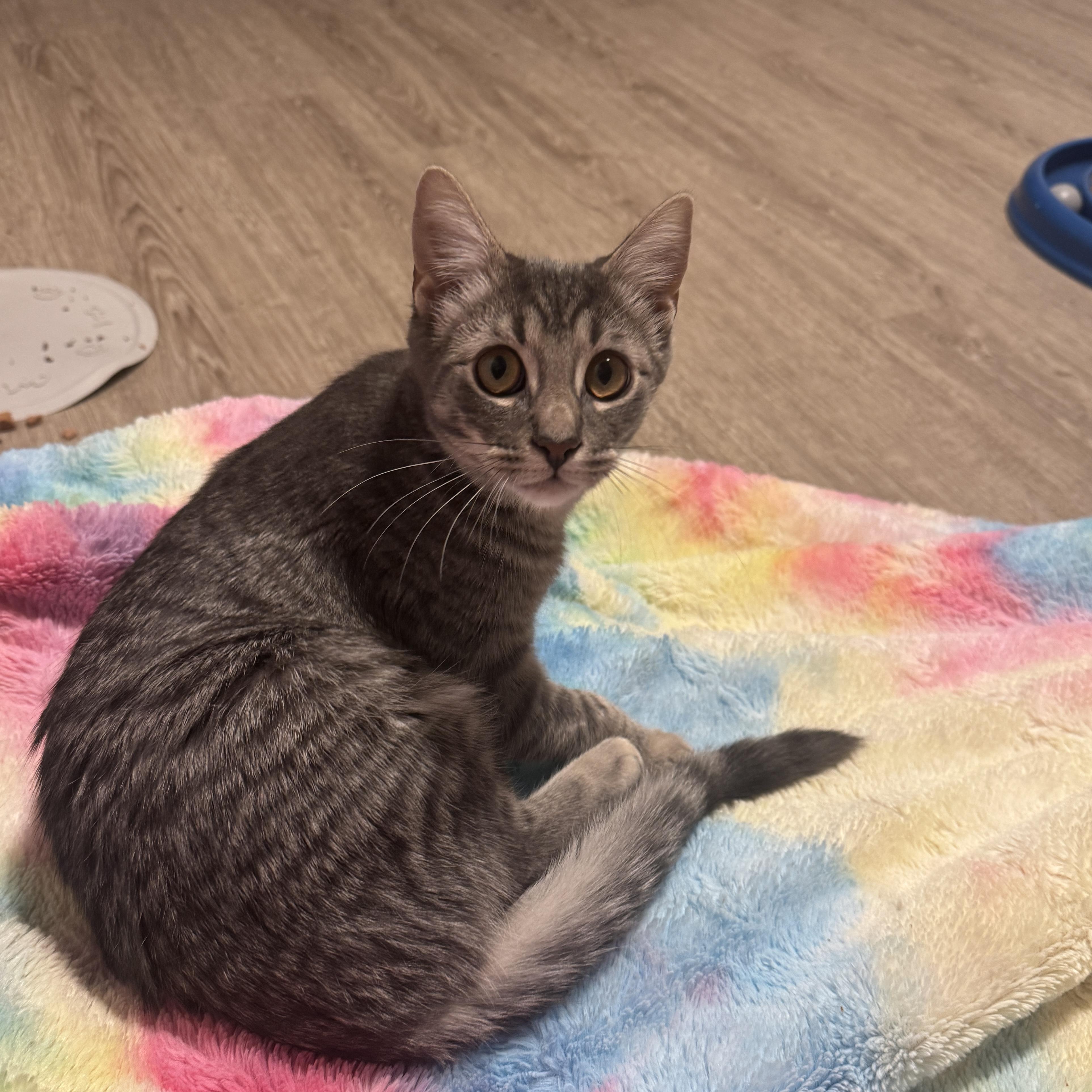 Enlarge Shadow, a Adoptable mixed breed in St Catharines, ON image 4/5